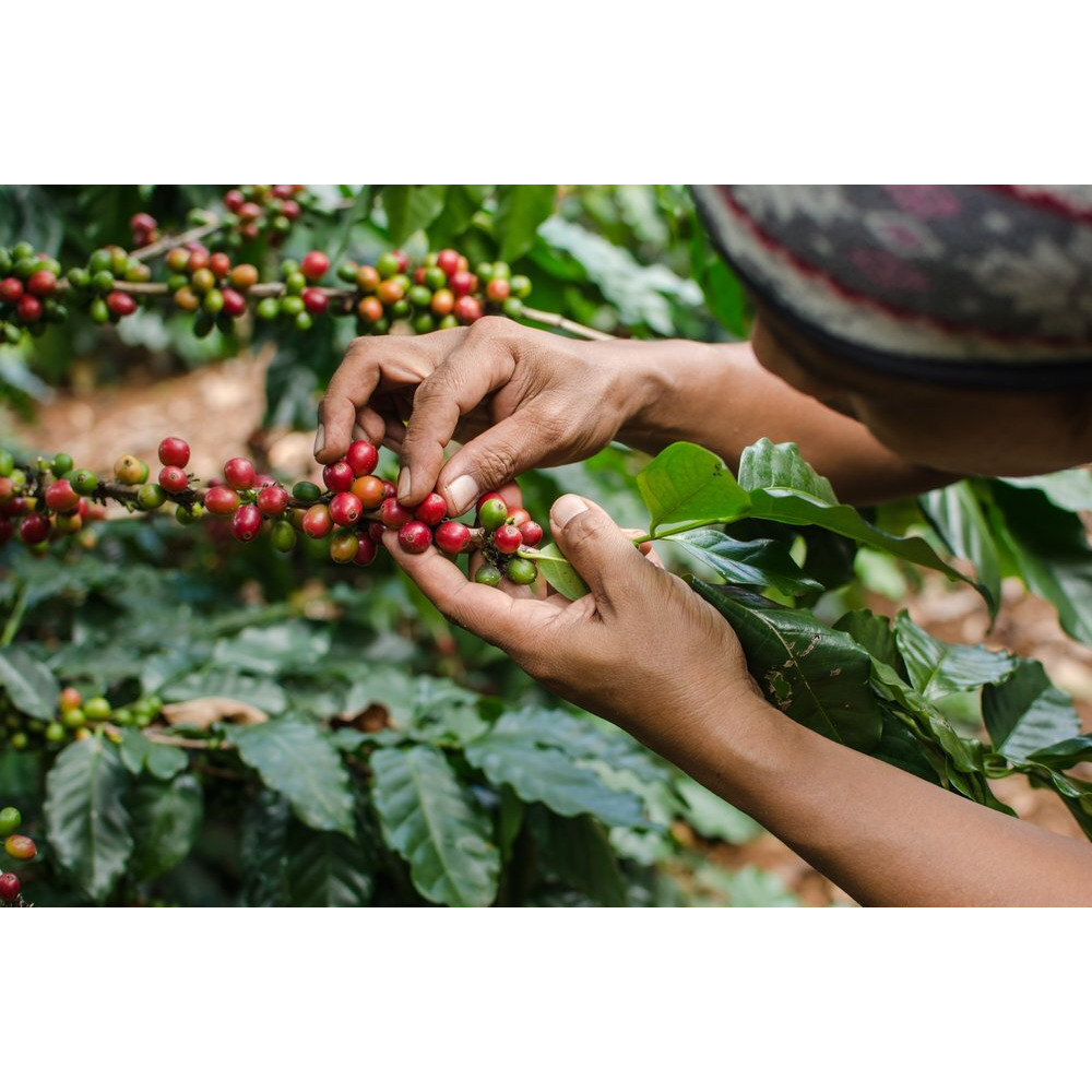Java Planet - Coffee Beans, Organic Coffee Sampler Pack, Whole Bean Variety Pack, Arabica Gourmet Specialty Coffee, 1.32 Pounds Of Coffee Packaged In Six 3.2 Oz Bags