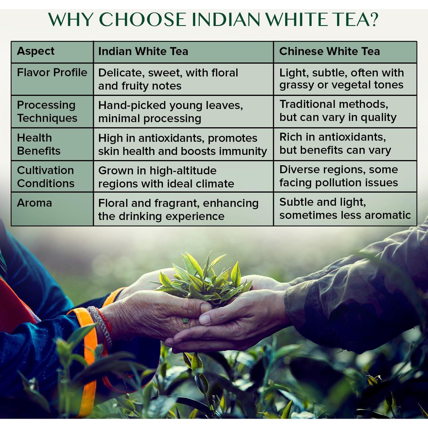Vahdam, Imperial White Tea Leaves From Himalayas (25 Cups/1.76Oz) High Elevation Grown, White Tea Loose Leaf Tea | Pure Unblended Loose Leaf Tea | Vacuum Sealed