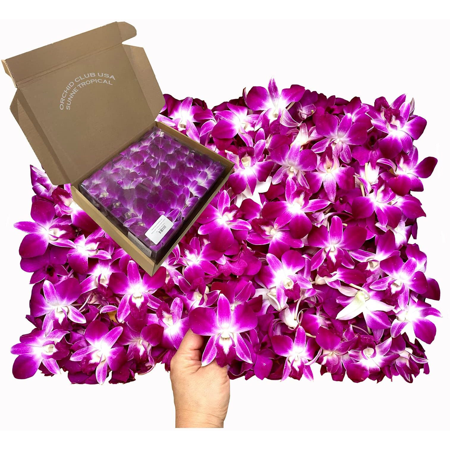 Miami Fresh Orchid Flower Orchidclub Usa Sunne Tropical Loose Bloom Head Diy Lei Food Drink Decoration (2X50 Purple)