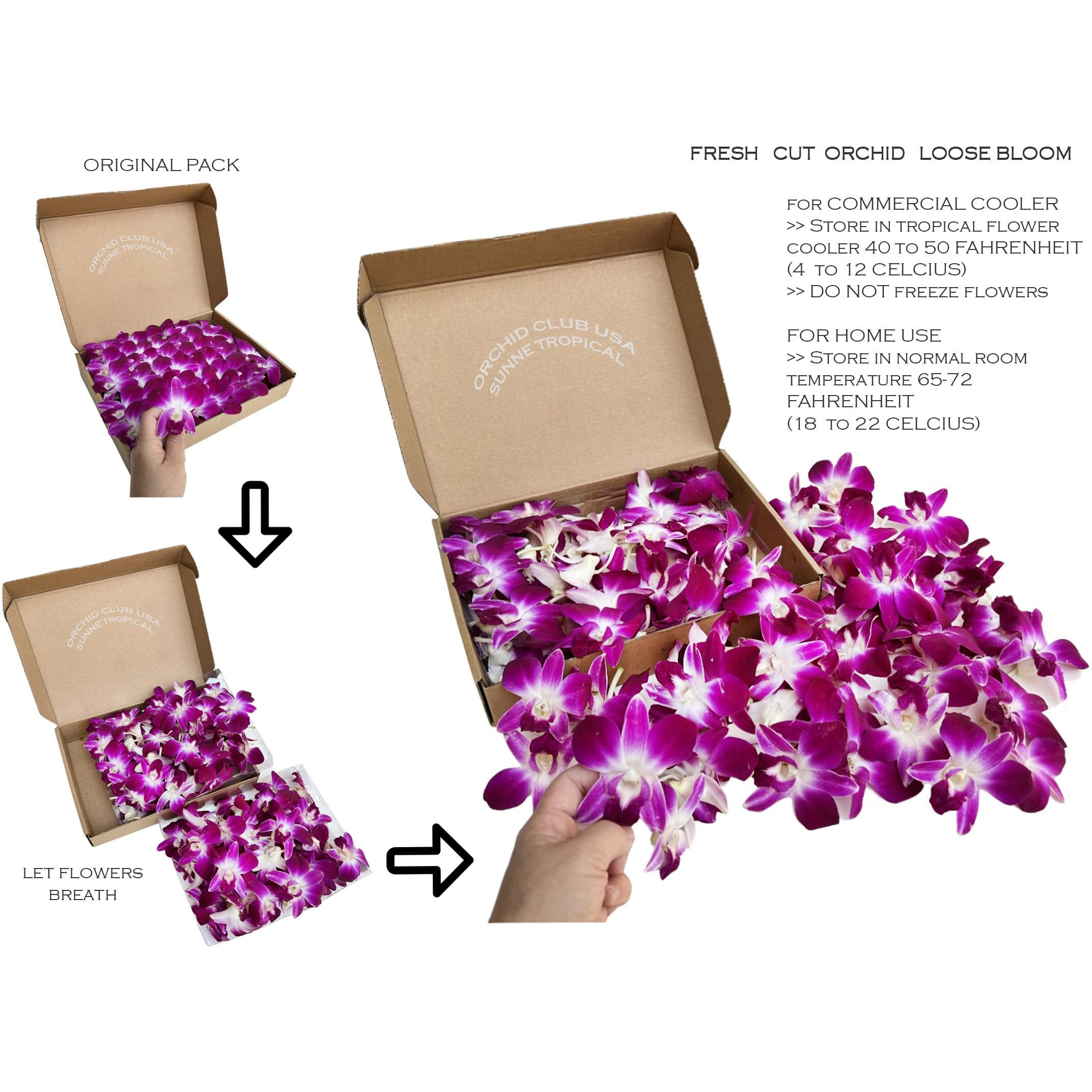 Miami Fresh Orchid Flower Orchidclub Usa Sunne Tropical Loose Bloom Head Diy Lei Food Drink Decoration (2X50 Purple)