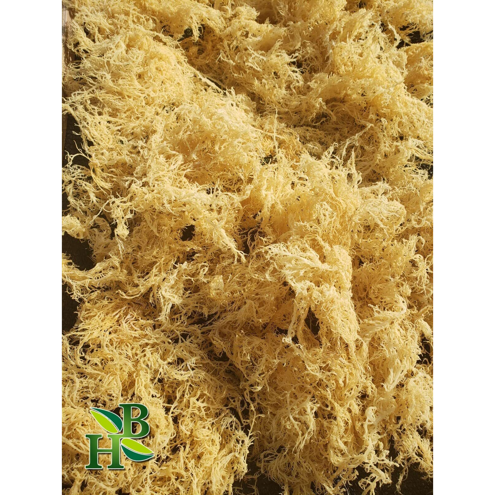 Irish Sea Moss | Gold | Saint Lucia | 100% Wildcrafted, Raw, Sun Dried | Premium Quality | With Over 90 Minerals And Vitamins, Non-Gmo And Vegan, Sun Dried Superfood, 4Oz