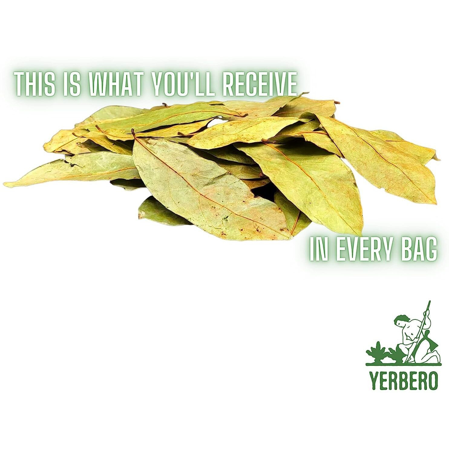 Yerbero - Whole Dried Graviola Soursop Leaves (4 Oz - 330+ Leaves Per Bag) Hoja De Guanabana, 100% All Natural Delicious Fresh Tea | From Mexico | Premium Wildcrafted Quality.
