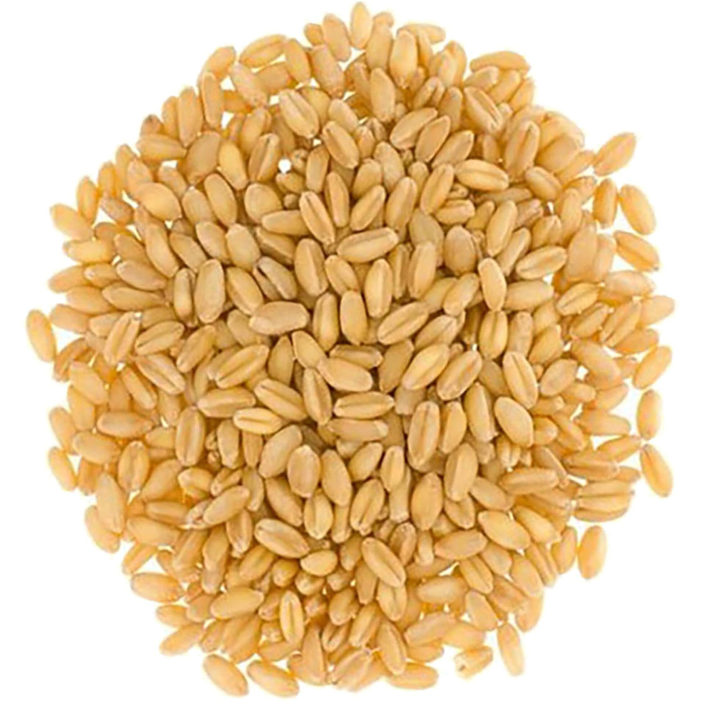 Hard White Wheat Berries | 3 Lbs | Cotton Drawstring Bag | Non-Gmo Project Verified | Kosher | Family Farmed