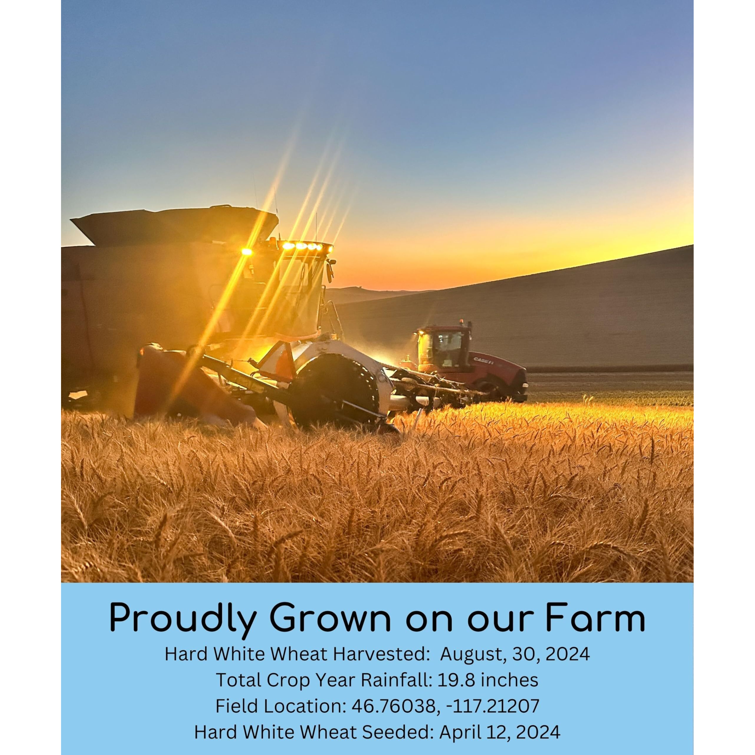 Hard White Wheat Berries | 3 Lbs | Cotton Drawstring Bag | Non-Gmo Project Verified | Kosher | Family Farmed