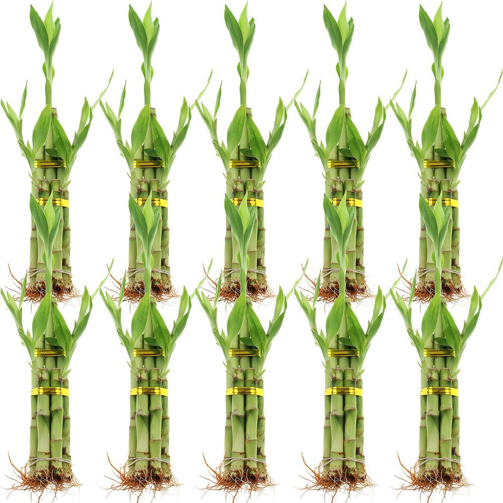 Set Of Ten 5 Stalk Lucky Bamboo Arrangements - 8 Inch Lucky Bamboo Indoor House Plants For Home And Office Decor - Nw Wholesaler