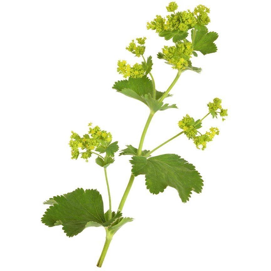 Biokoma Pure And Organic Lady's Mantle Dried Herb 50G (1.76Oz) In Resealable Moisture Proof Pouch, Usda Certified Organic - Herbal Tea, No Additives, No Preservatives, No Gmo, Kosher