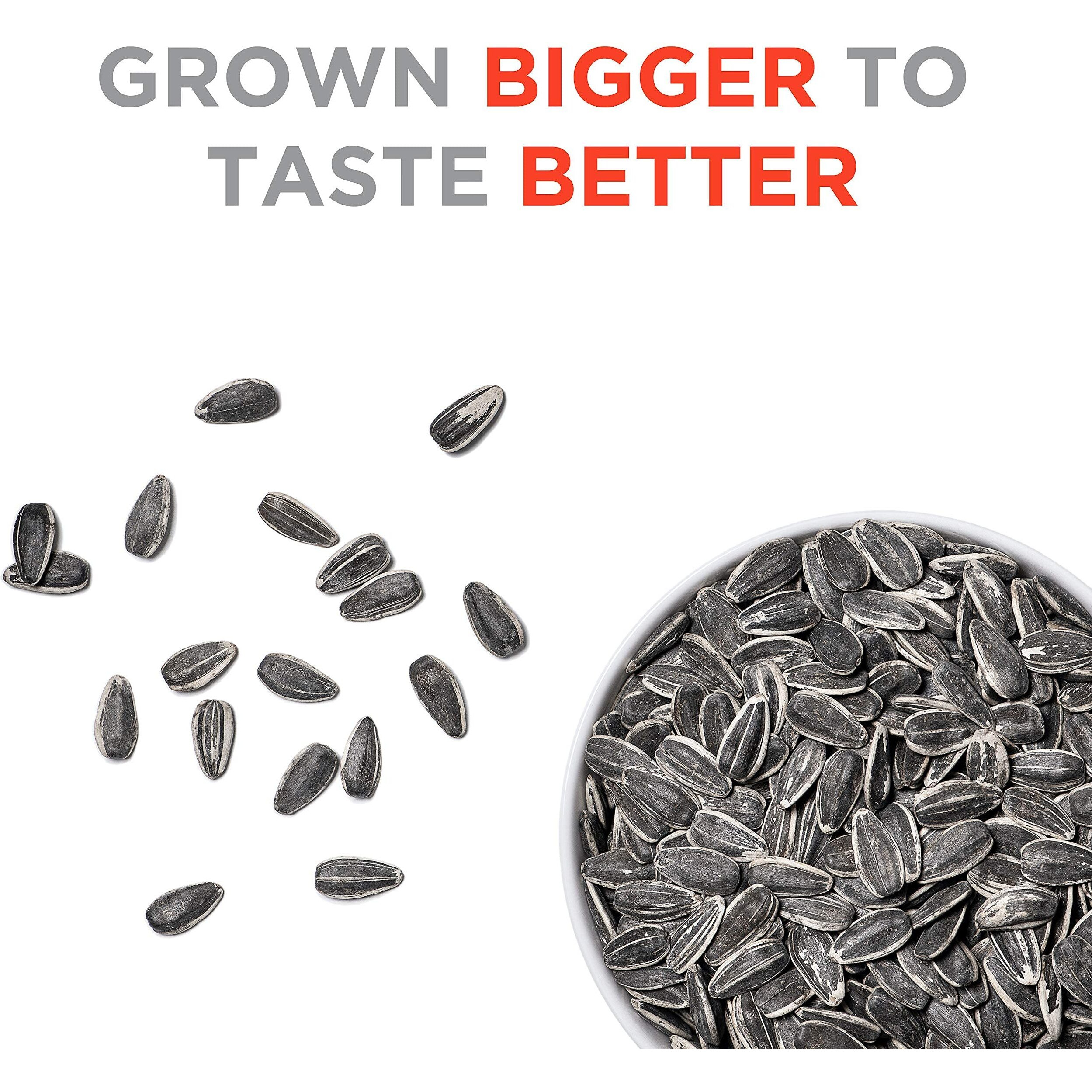 Jumbo Sunflower Seeds, Original, 16-Ounce (Pack Of 6)