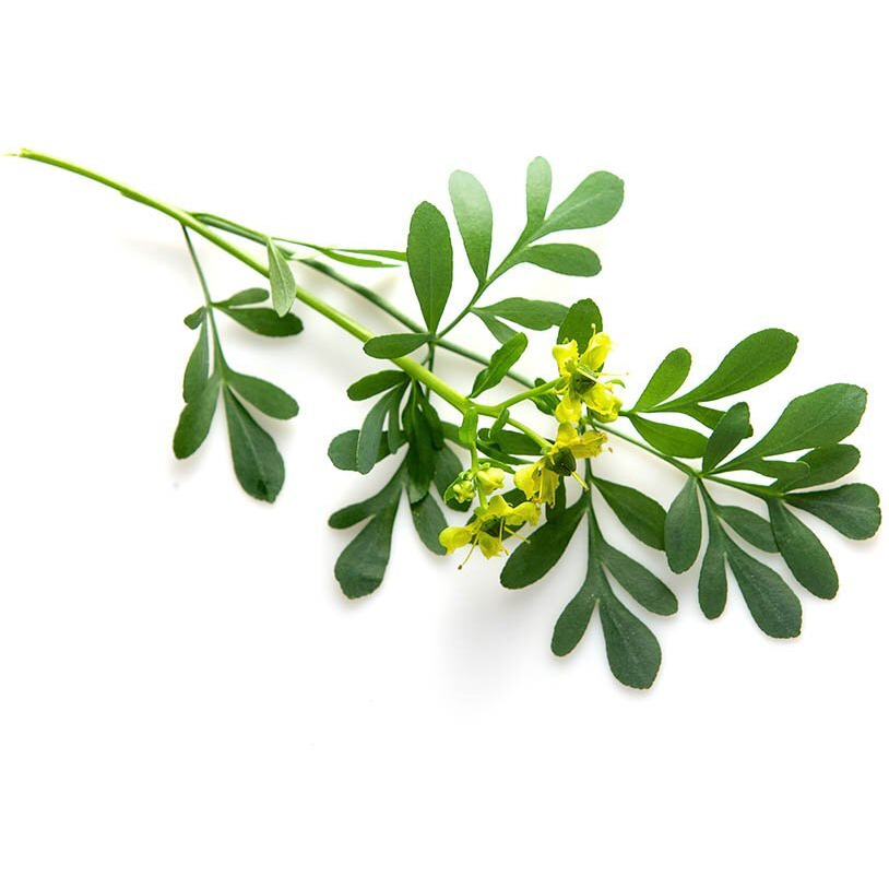 Pure And Organic Biokoma Rue Dried Herb - Natural Herbal Tea In Resealable Pack Moisture Proof Pouch - 50G