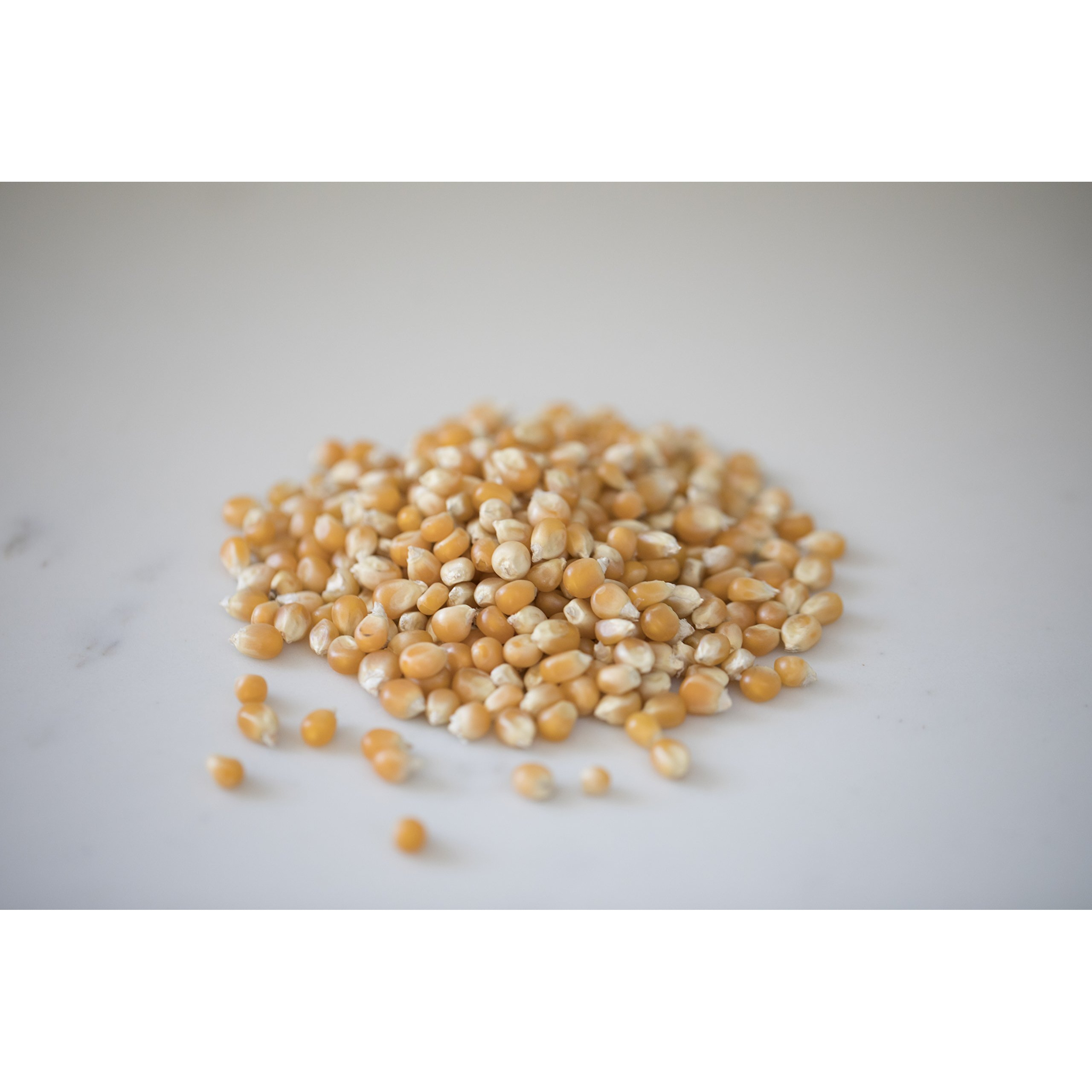 Amish Country Popcorn | 25 Lb Bag | Mushroom Popcorn Kernels | Old Fashioned, Non-Gmo And Gluten Free (Mushroom - 25 Lb Bag)