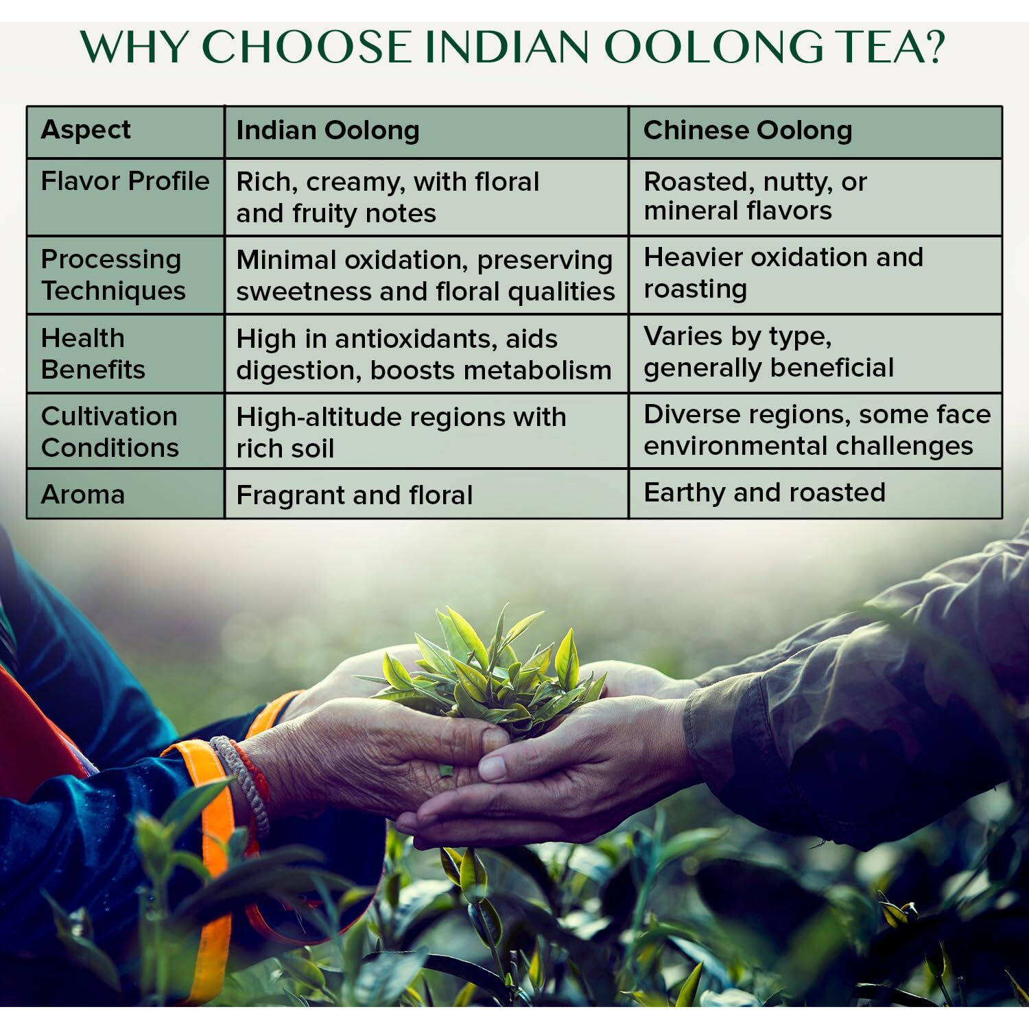 Vahdam, High Mountain Oolong Tea Leaves From Himalayas - 340G/12Oz (170 Cups) High Elevation Grown | Vacuum Sealed | Brew Hot, Iced Or Kombucha Tea | Loose Leaf Tea