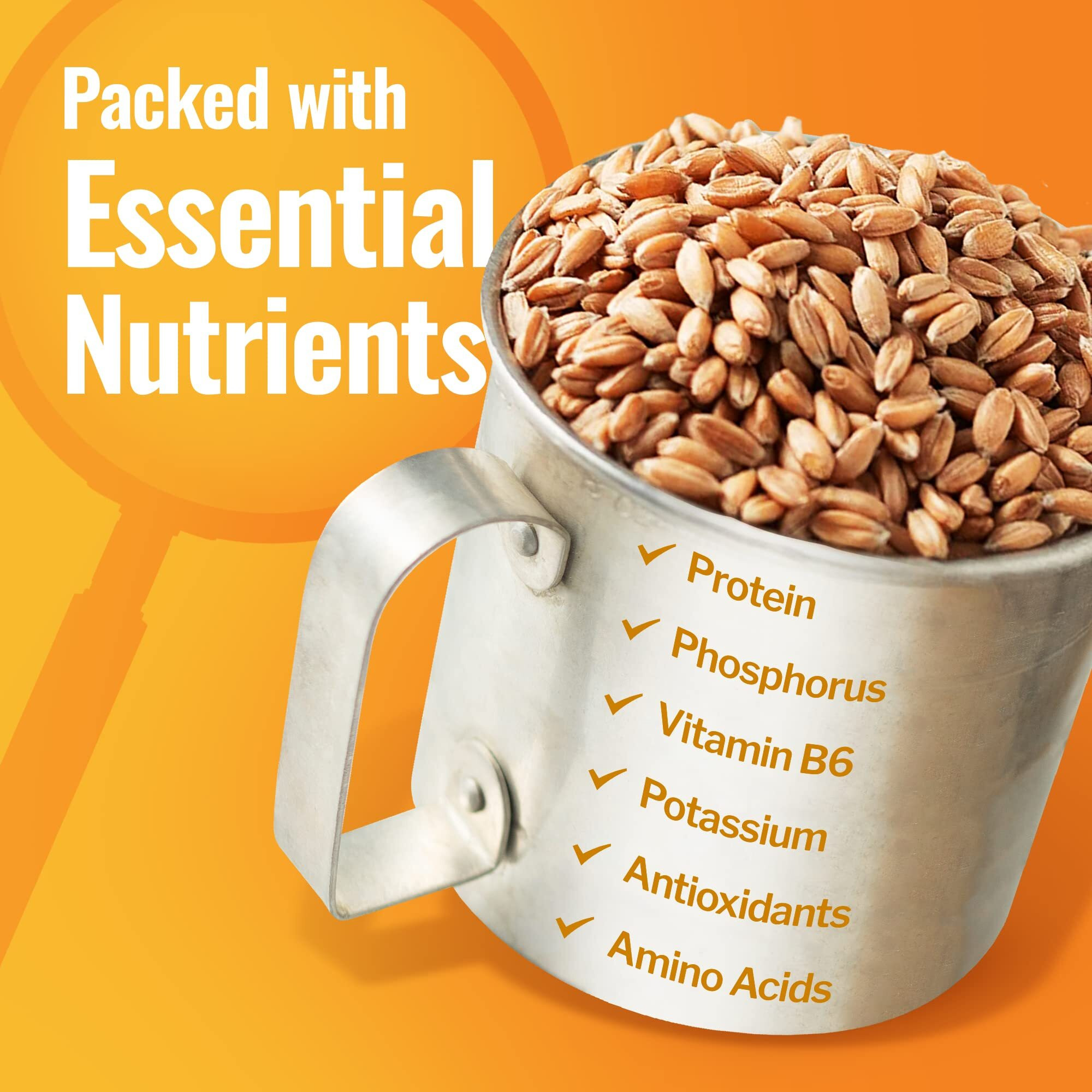 Grand Teton - 100% Organic Hard White Wheat Berries | Us-Grown Wheat Berries Bulk | Packaged In 6 Gallon Hdpe Pail For Long-Term Storage | 100% Desiccant Free | Certified 100% Usda Organic - 43 Lbs