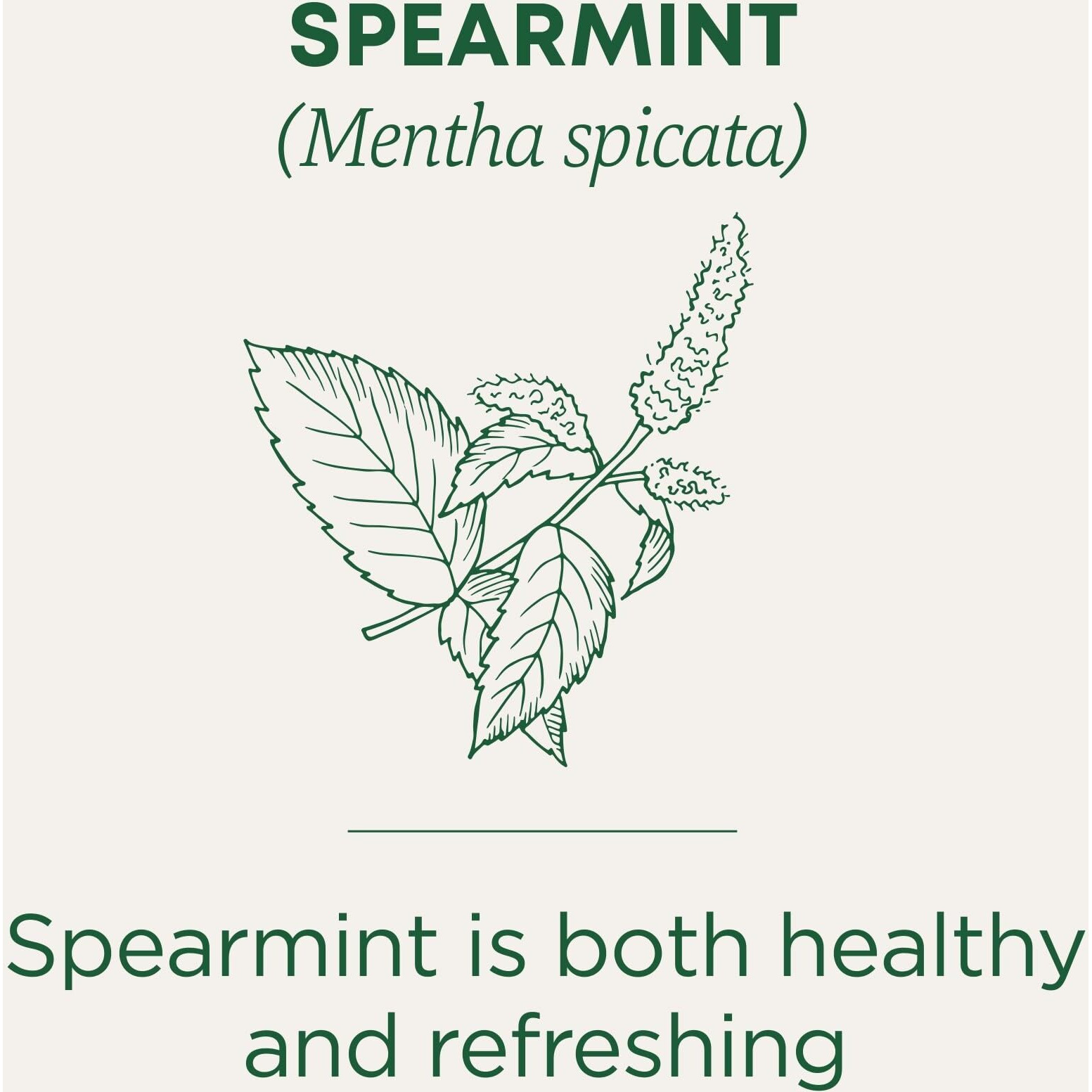 Traditional Medicinals Tea, Organic Spearmint, Supports Everyday Wellness, Healthy & Refreshing, 16 Count (Pack Of 6)