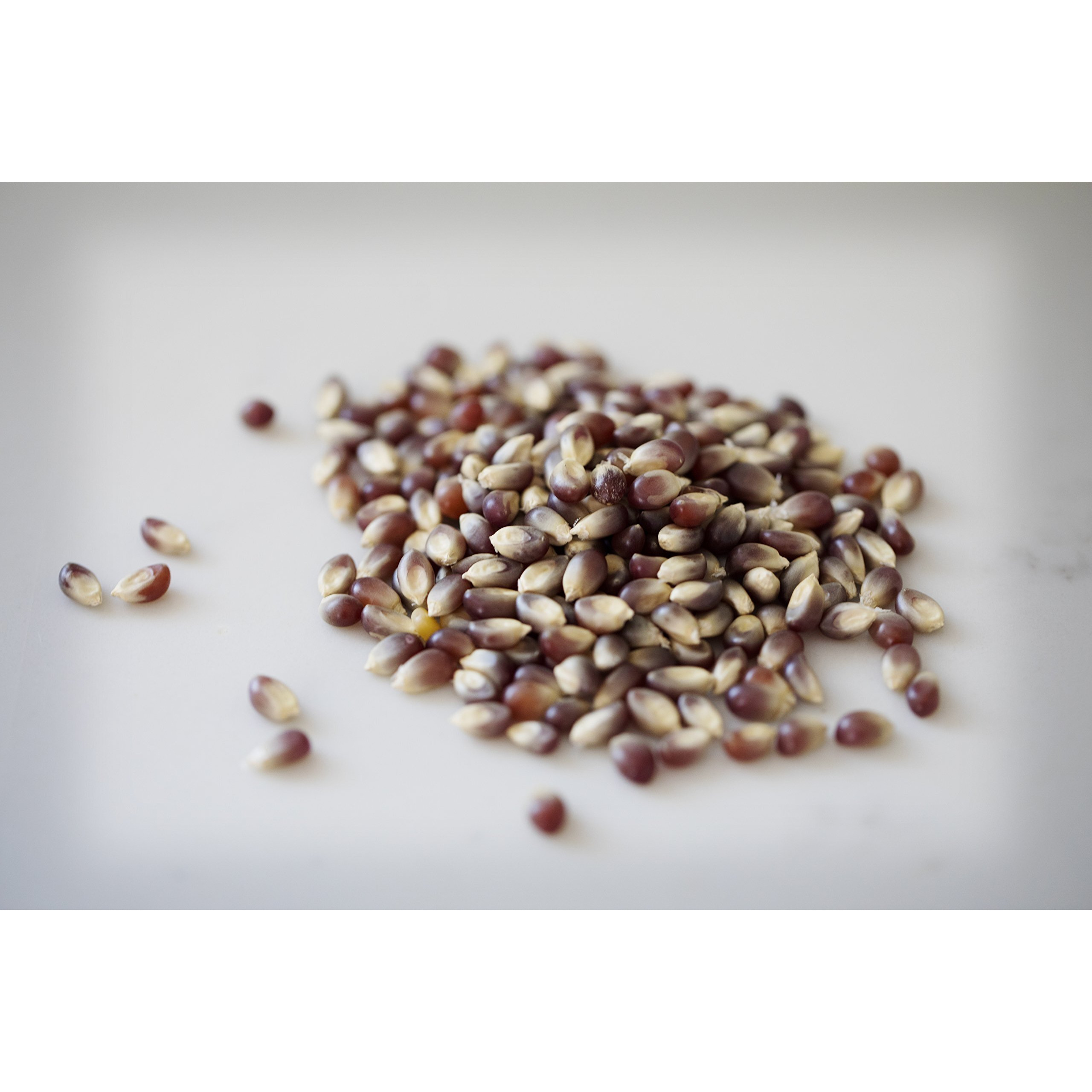 Amish Country Popcorn | 25 Lbs Bag | Purple Popcorn Kernels | Old Fashioned, Non-Gmo And Gluten Free (Purple - 25 Lbs Bag)