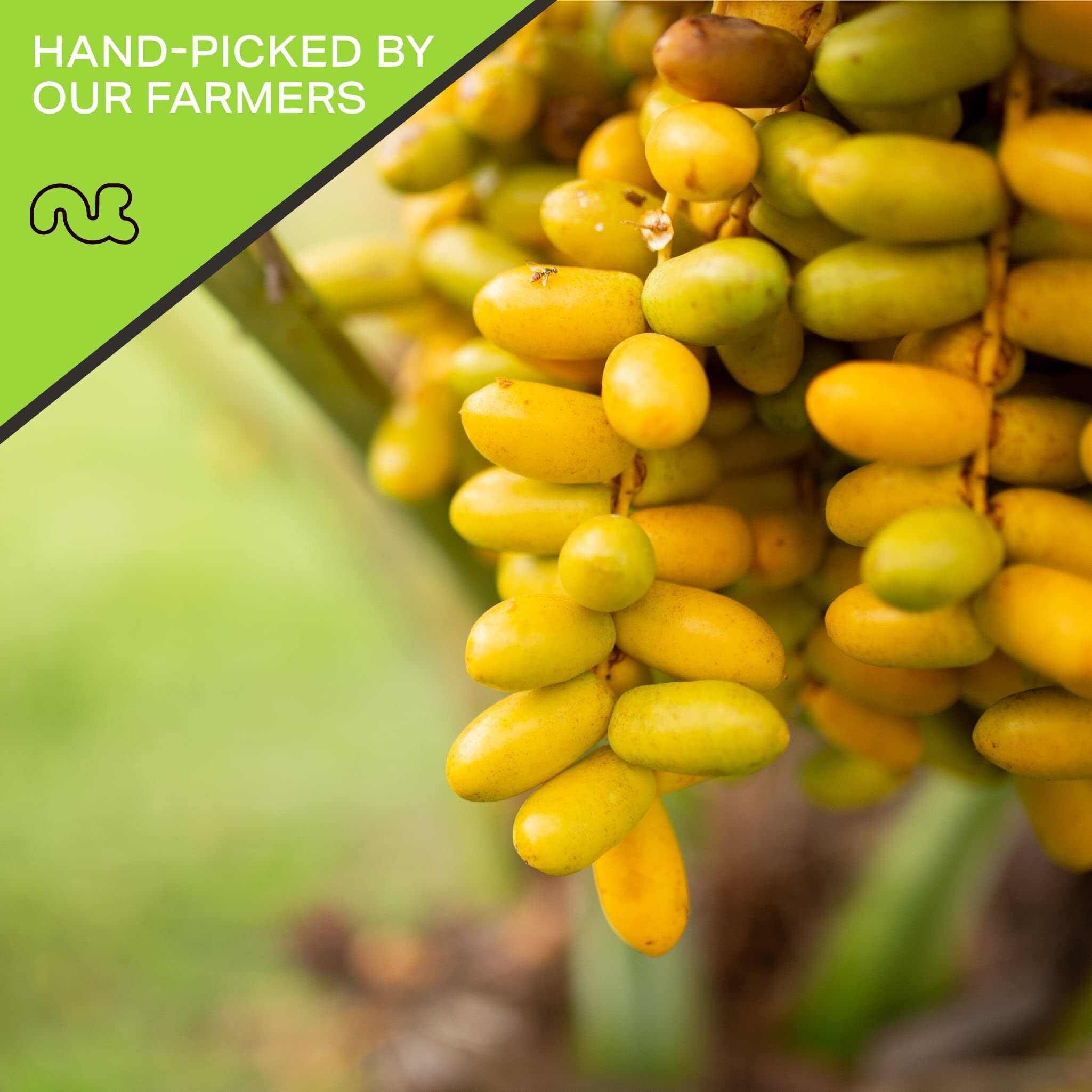 Nut Cravings Dry Fruits - Sun Dried Jumbo Medjool Dates, No Sugar Added (16Oz - 1 Lb) Packed Fresh In Resealable Bag - Sweet Snack, Healthy Food, All Natural, Vegan, Kosher Certified