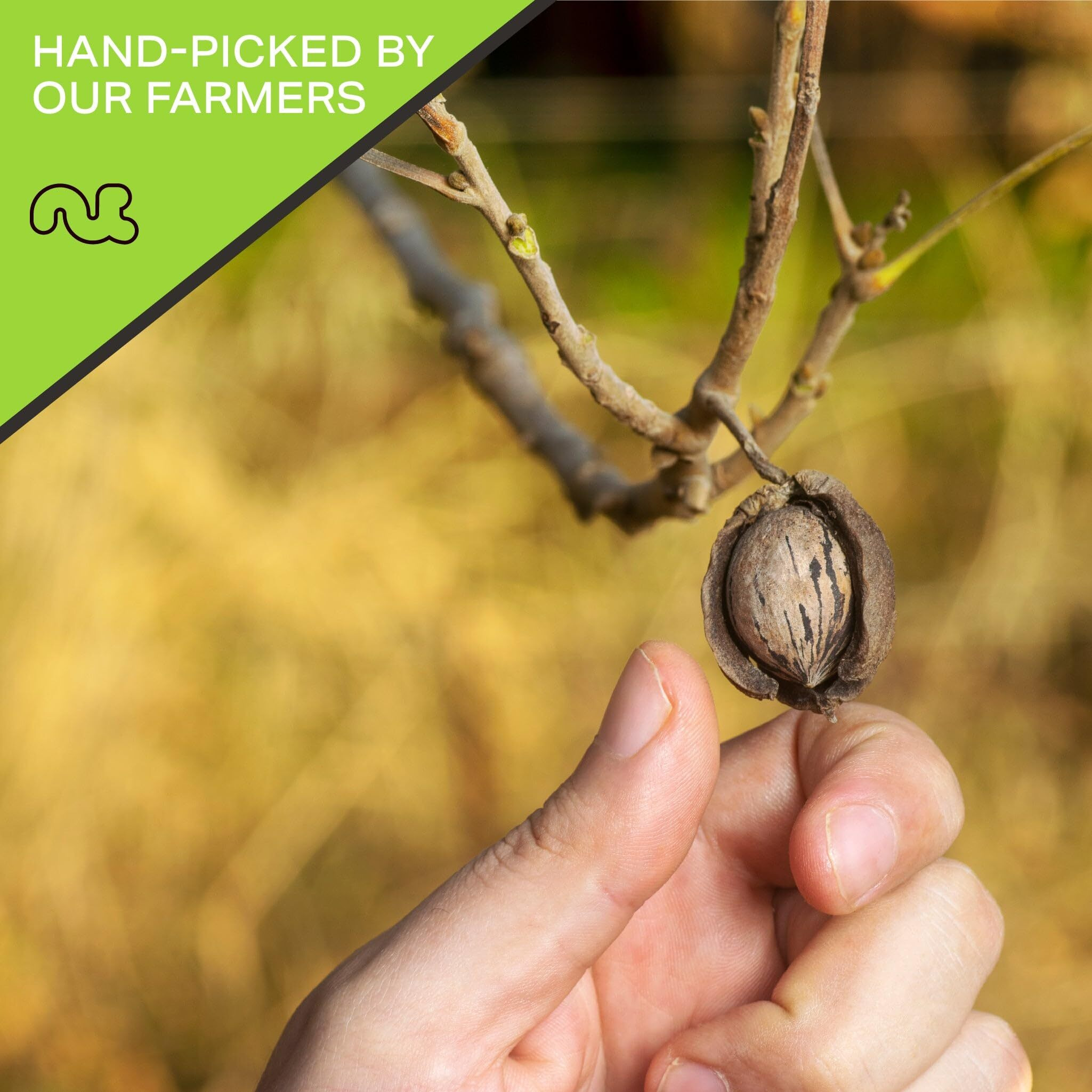 Nut Cravings - Raw Hard Shell Pecans, (16Oz - 1 Lb) Bulk Nuts Packed Fresh In Resealable Bag - Healthy Protein Food Snack, All Natural, Keto, Vegan, Kosher Ideal For Trail Mixed Nuts