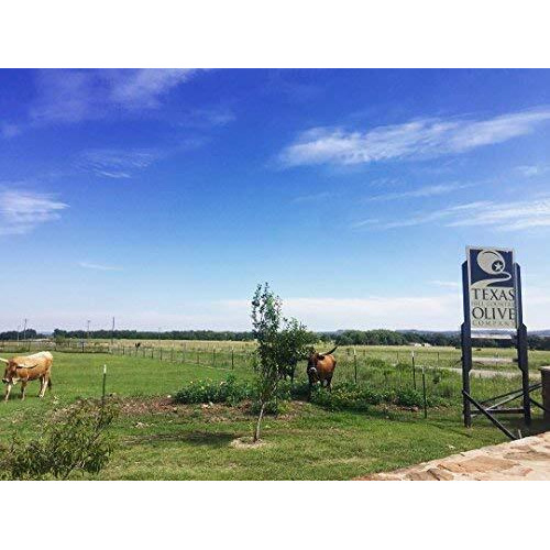 White Balsamic Vinegar - Gourmet Barrel Aged Balsamic Vinegar - Great For Dressing Dipping Glazing - No Artificial Flavors Or Added Sugar - Made In Texas (8.5 Oz)