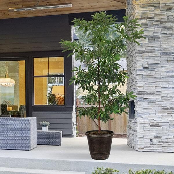 Brighter Blooms - Hass Avocado Tree, 3-4 Ft. - No Shipping To Az And Or