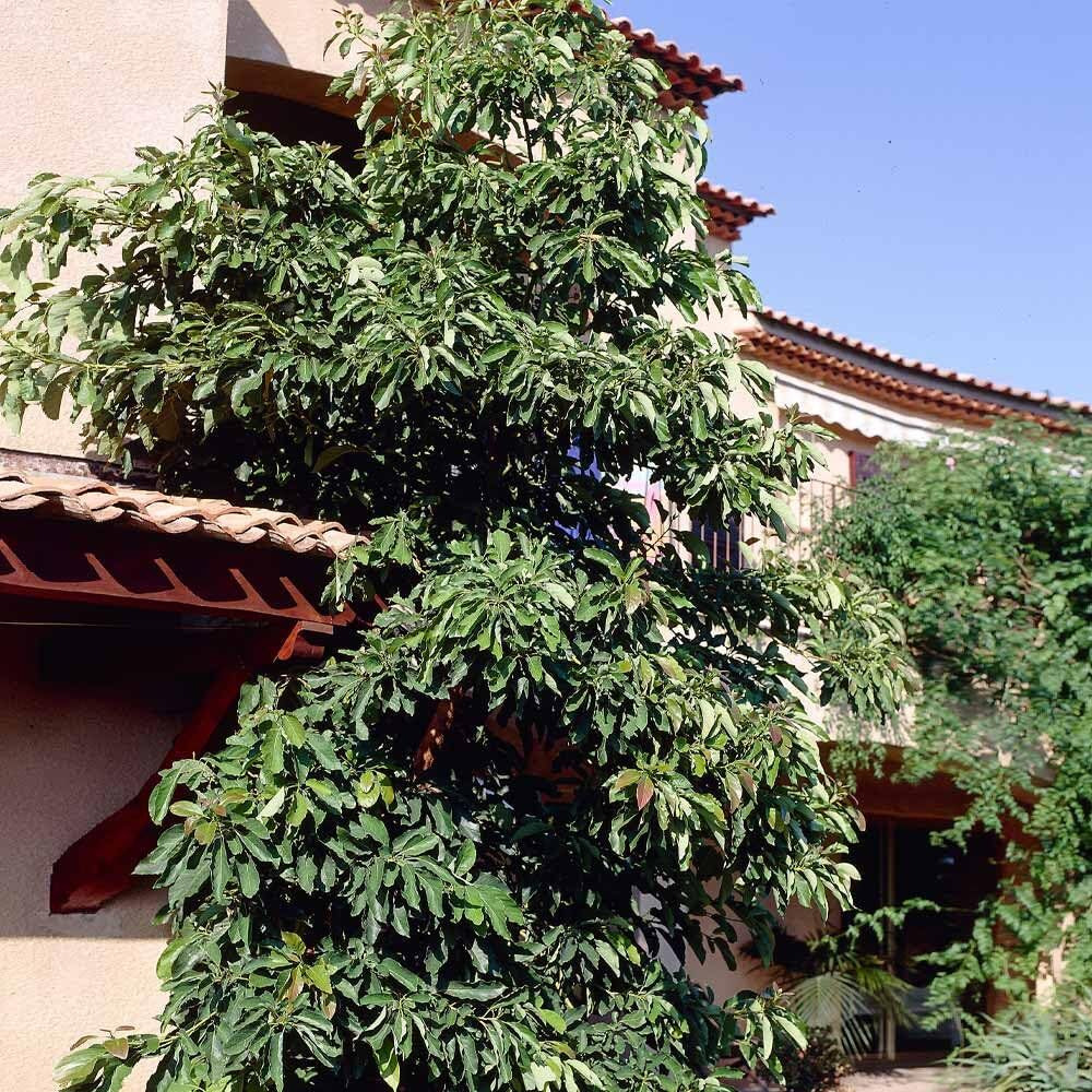 Brighter Blooms - Hass Avocado Tree, 3-4 Ft. - No Shipping To Az And Or