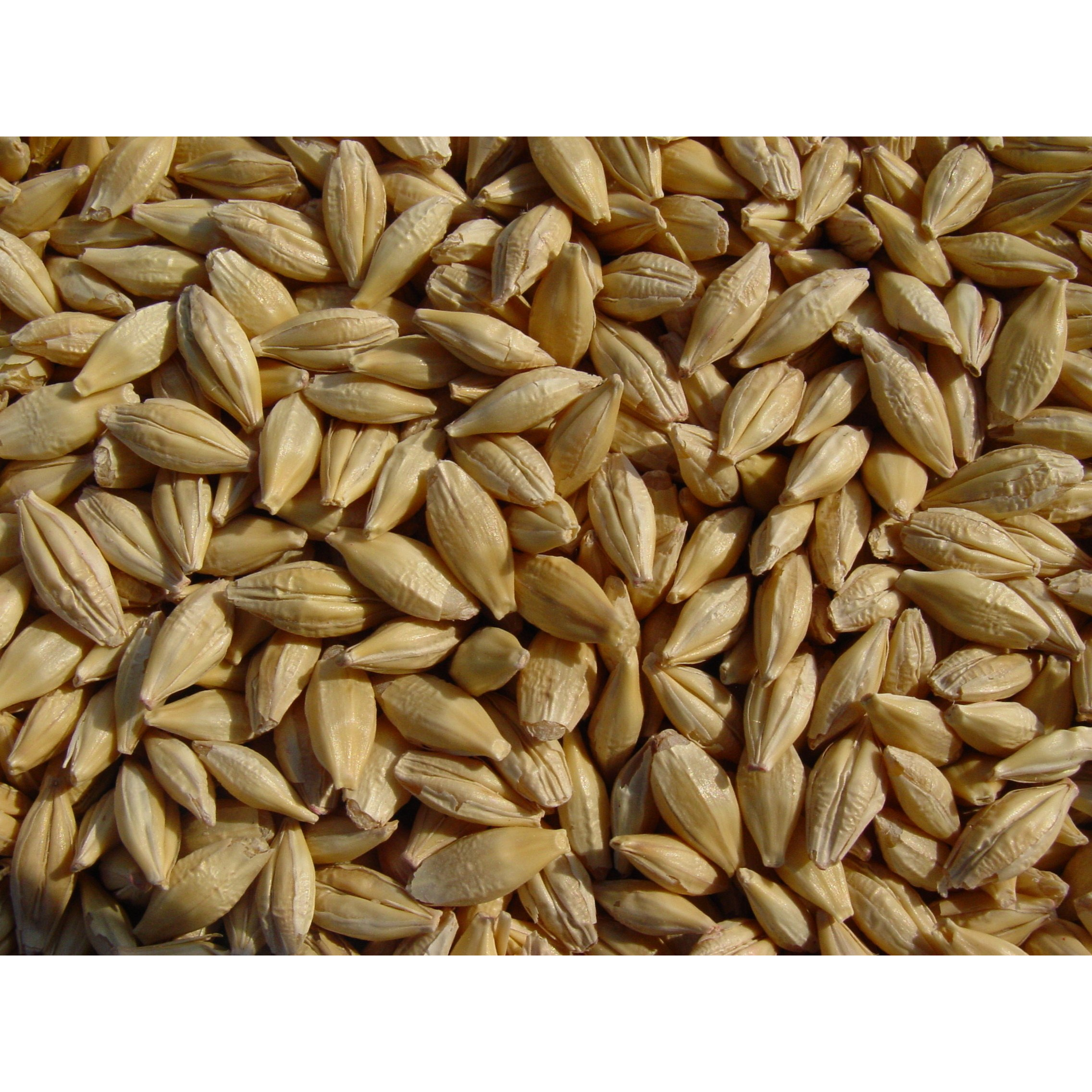 Barley 12 Lbs, Unhulled Barley (Hull Intact), Joseph's Grainery Whole Grain Barley, Non-Gmo, Kosher Certified
