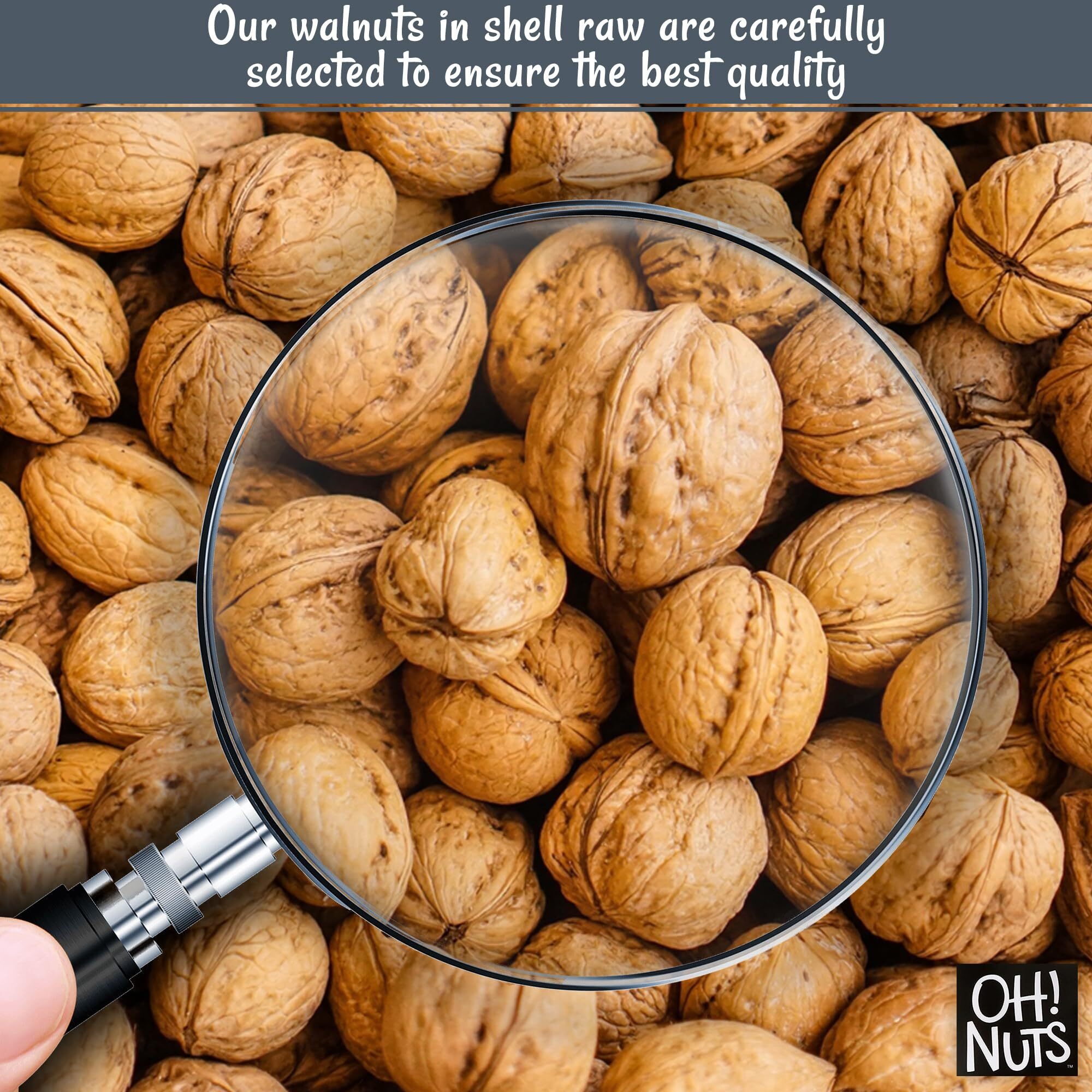 Walnuts In Shell | Raw - 100% Natural | 2 Lb | Whole Walnuts For A Healthy Vegan Snack | Packed In New York Zip-Seal Bag For Exceptional Freshness By Oh Nuts