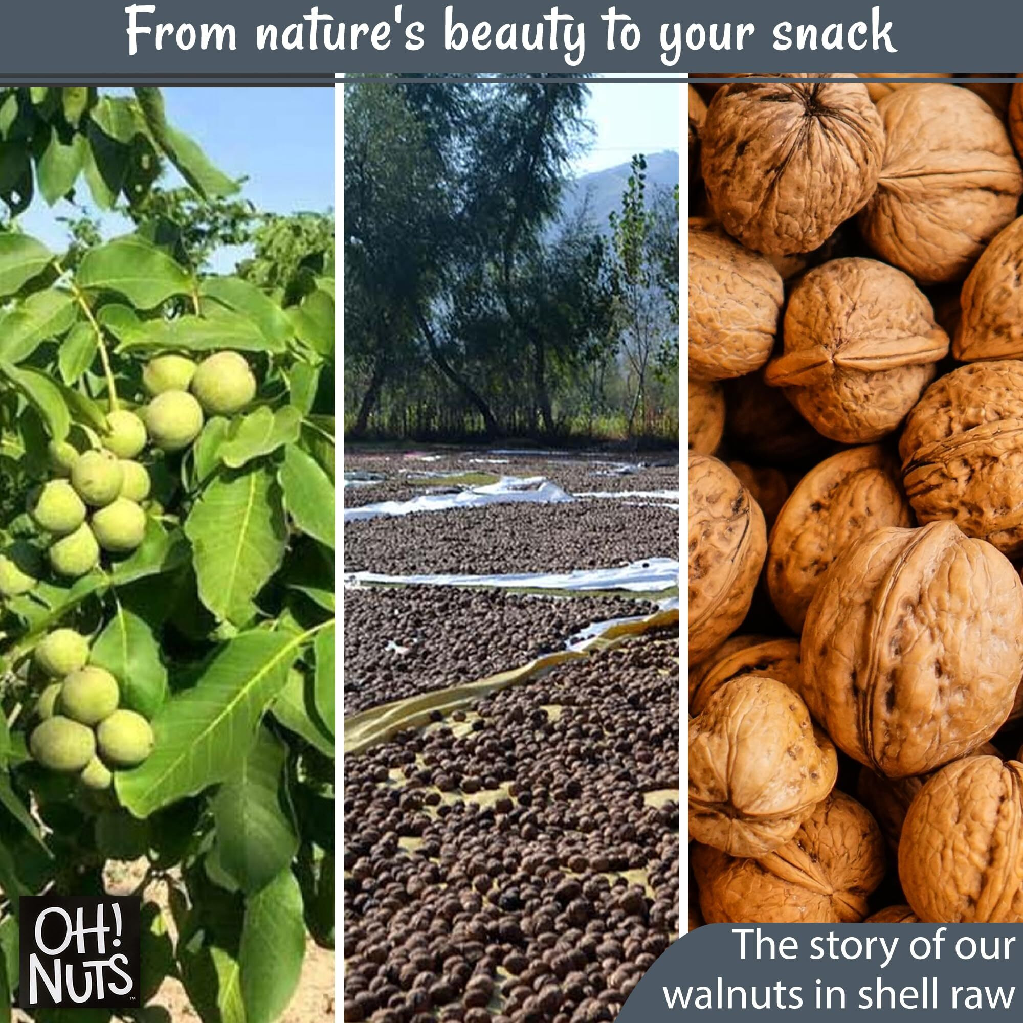 Walnuts In Shell | Raw - 100% Natural | 2 Lb | Whole Walnuts For A Healthy Vegan Snack | Packed In New York Zip-Seal Bag For Exceptional Freshness By Oh Nuts
