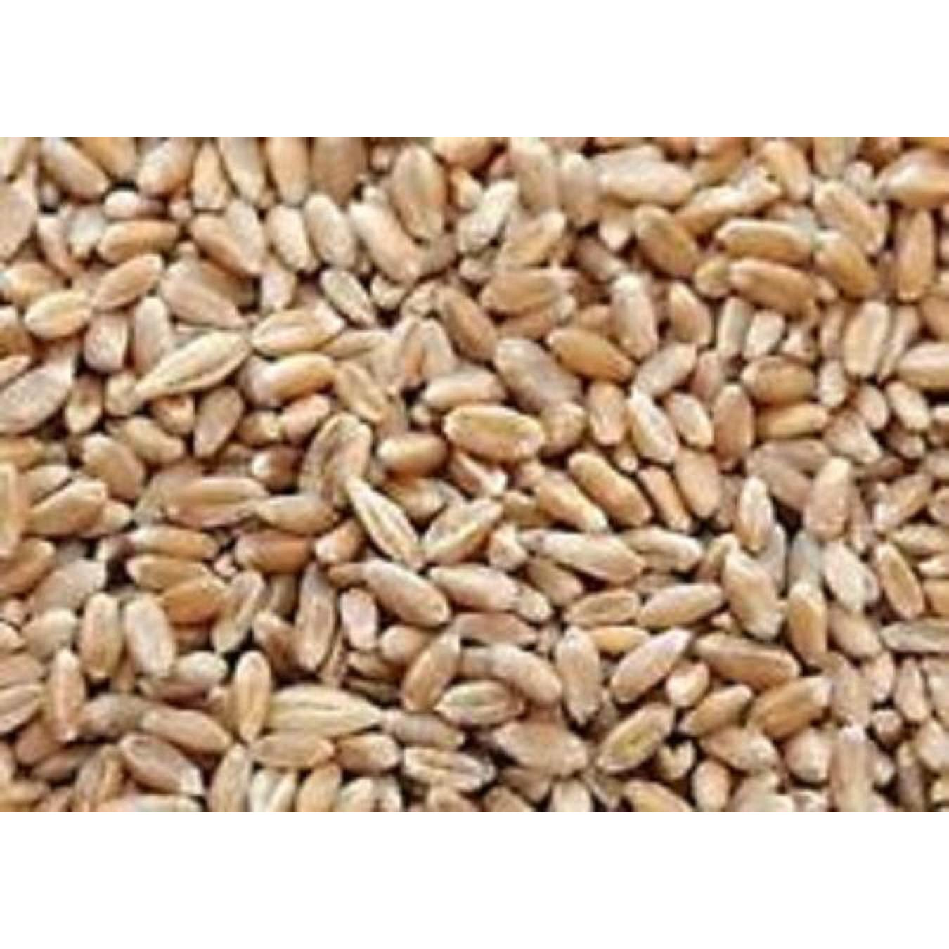 10Lbs Cover Crop Wheat (Winter Wheat)