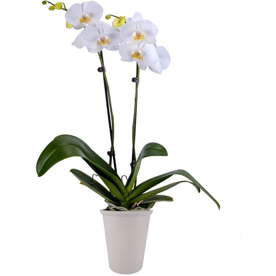Decoblooms Living White Orchid Plant - 5 Inch Blooms - Fresh Flowering Home D  Cor