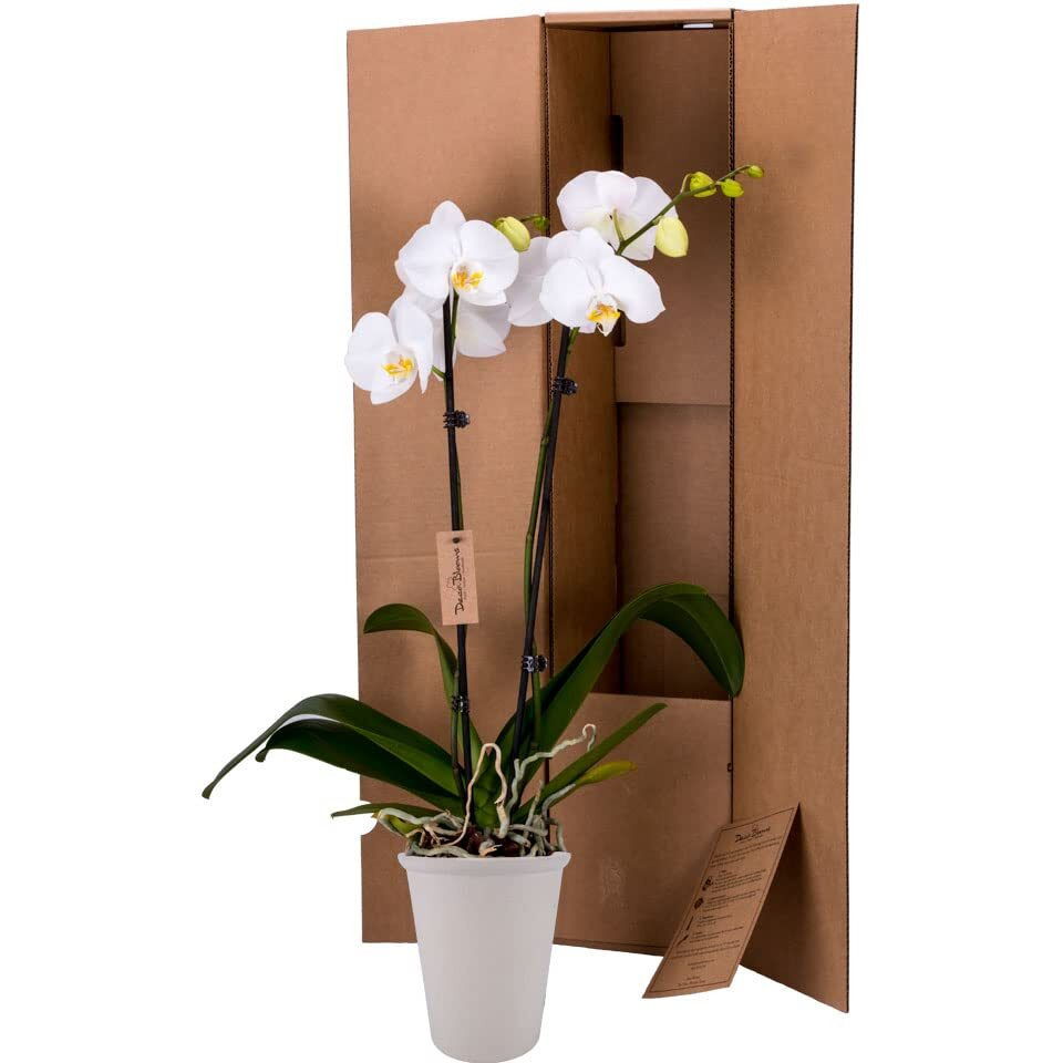 Decoblooms Living White Orchid Plant - 5 Inch Blooms - Fresh Flowering Home D  Cor