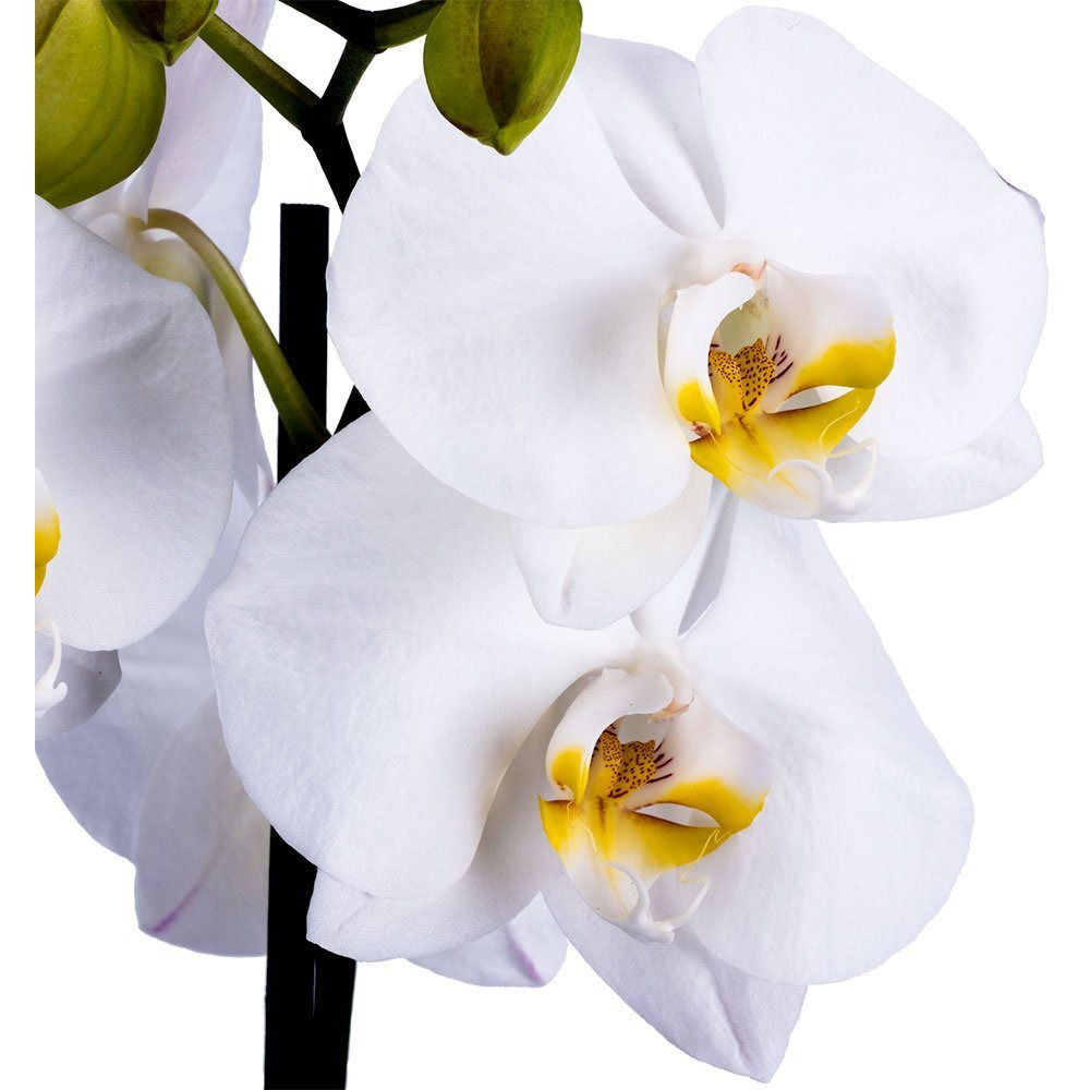 Decoblooms Living White Orchid Plant - 5 Inch Blooms - Fresh Flowering Home D  Cor