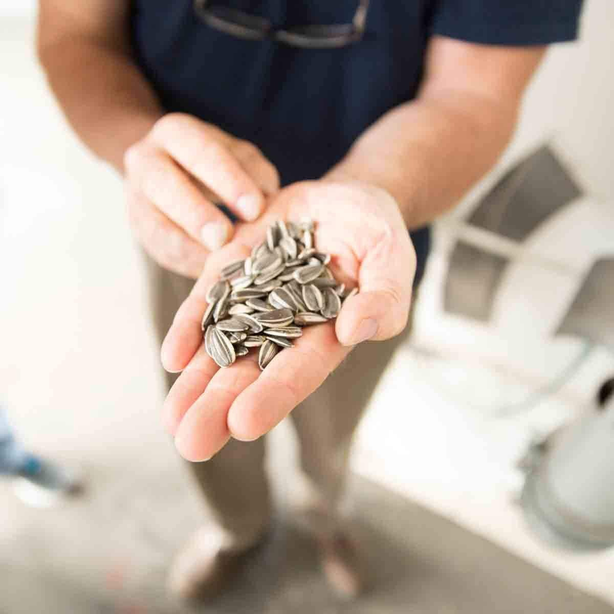 Spitz Sunflower Seeds, Dill Pickle, 6 Ounce (Pack Of 9)