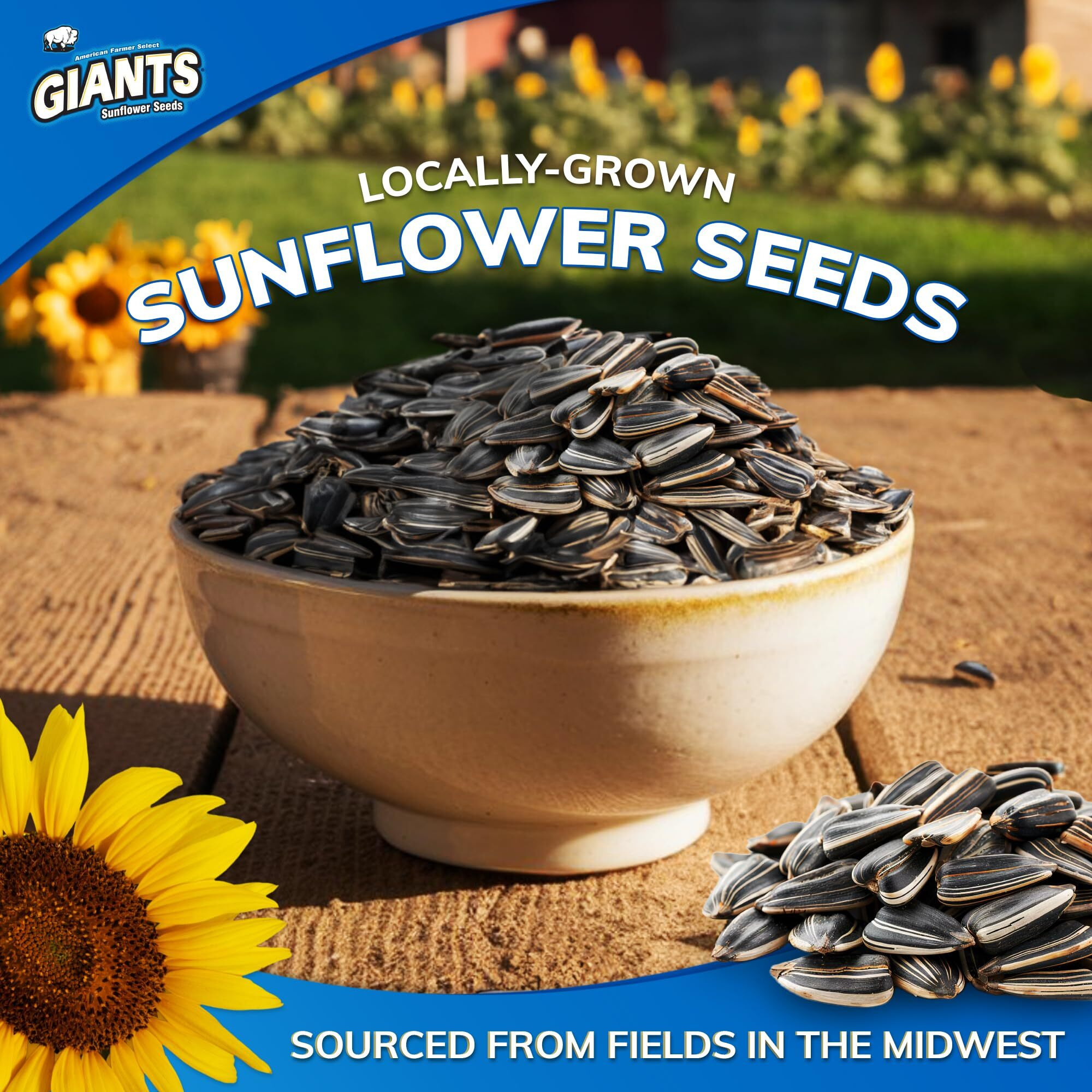 Giants Original Salted Jumbo Sized Sunflower Seeds 5.75-Ounce Bags (Pack Of 12)