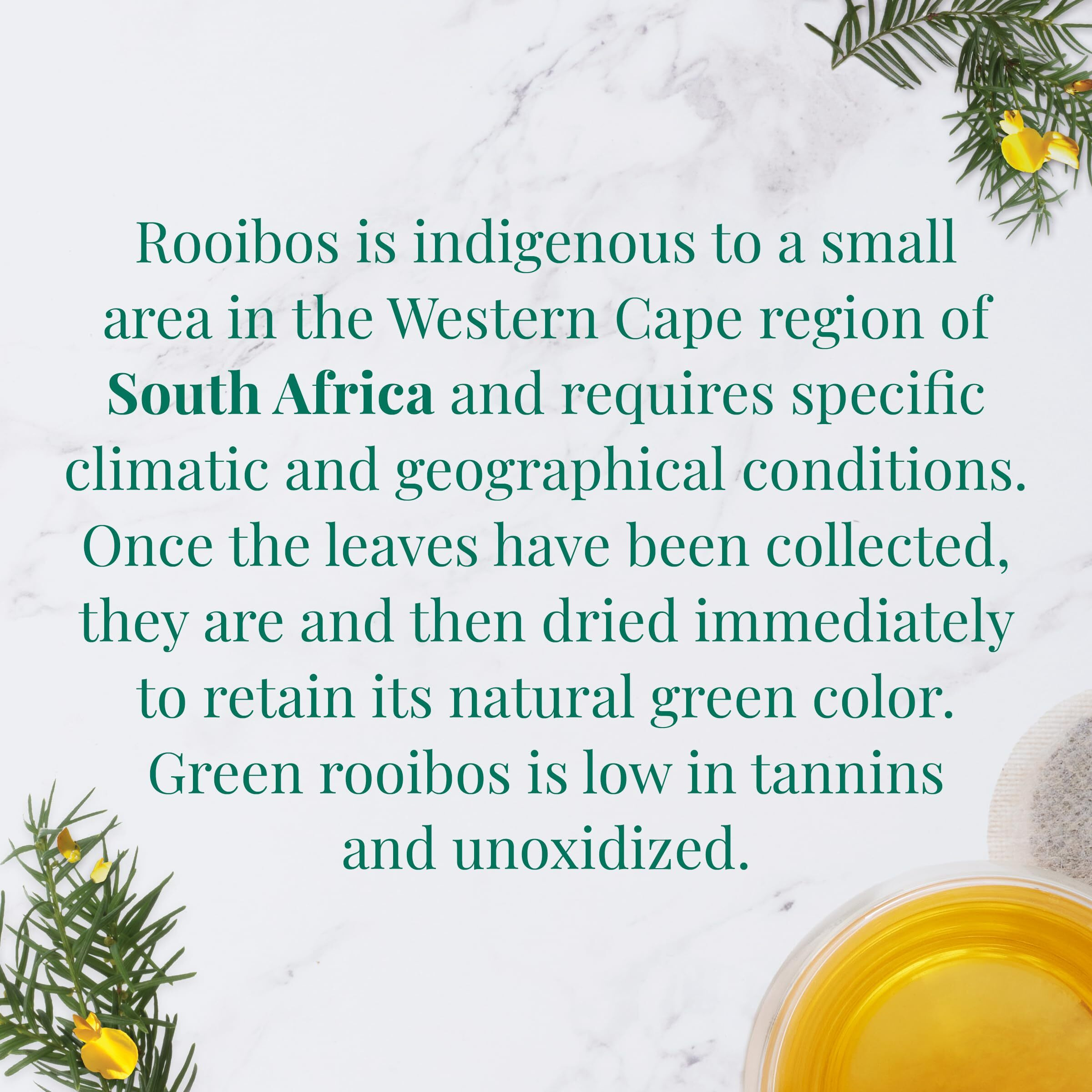 The Republic Of Tea - Organic South African Green Rooibos Superherb Tea Tin, 36 Herbal Tea Bags, Naturally Caffeine-Free Herbs Of Origin