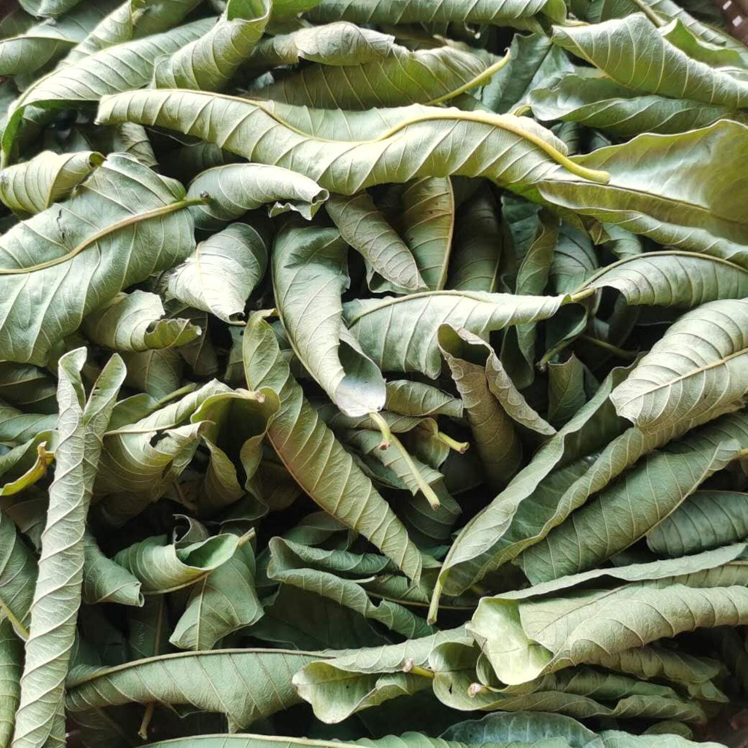 50 Premium Guava Leaf Tea Bags, 100% Natural And Pure From Guava Leaves. Loose Leaf Guava Herbal Tea. Guava Leaf Tea. No Sugar, No Caffeine, No Gluten, Vegan.