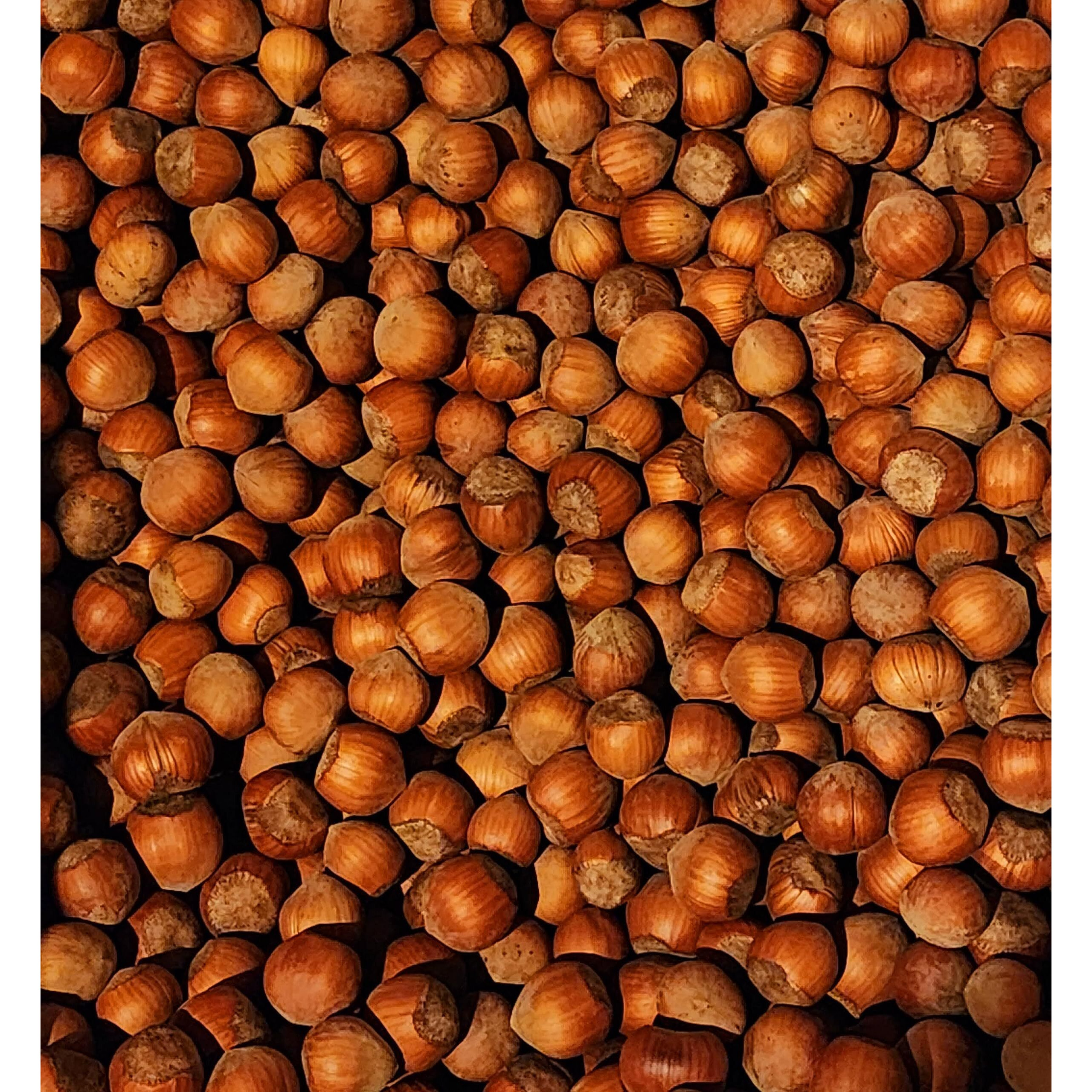 Hazelnuts In-Shell From Our Family Orchard In Washington State (Raw, 4 Pounds)