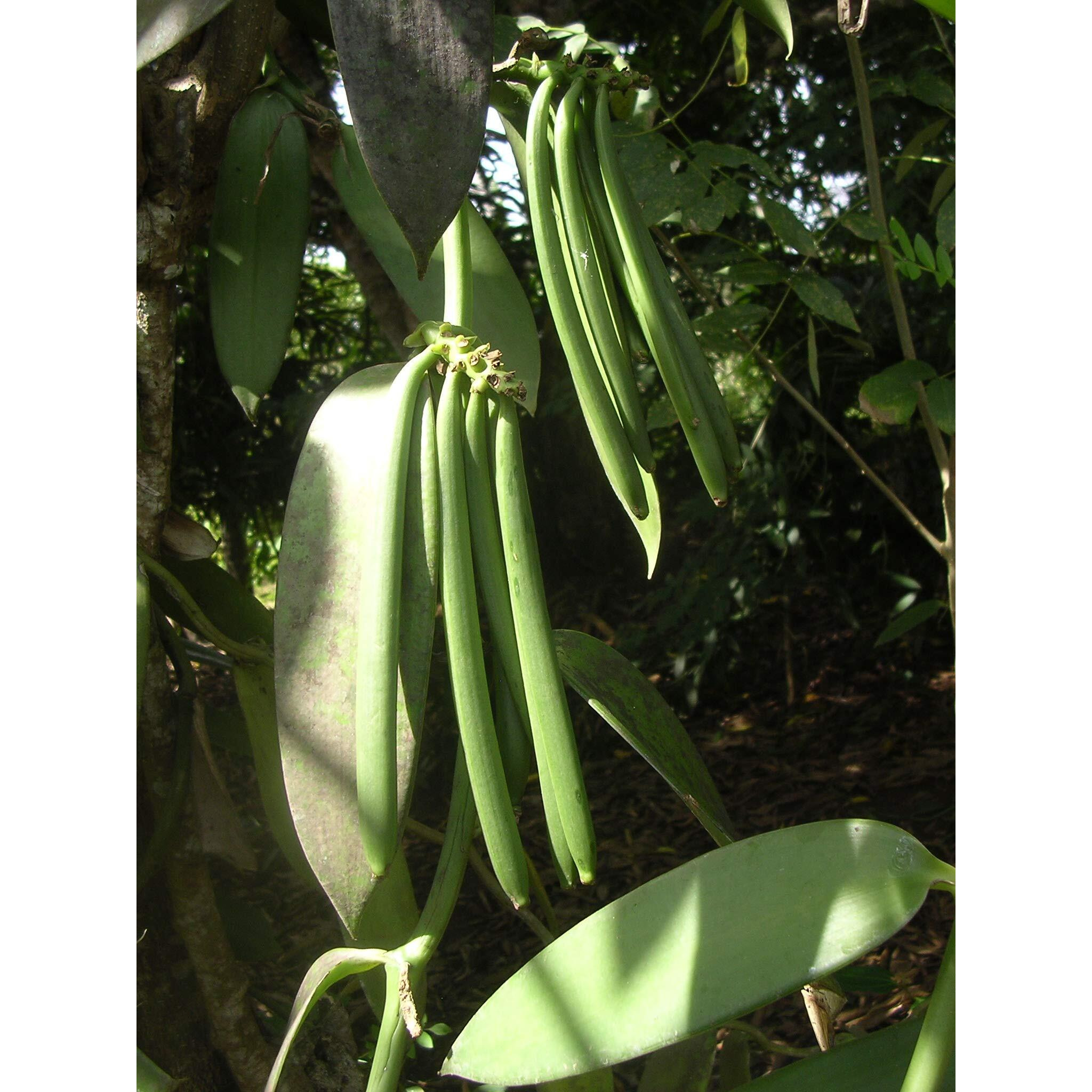 Vanilla Beans Tahitian Grade A Gourmet For Extract, Cooking And Baking 6""-7"" (6 Ea) By Fitnclean Vanilla| Fresh Non-Gmo Natural Raw