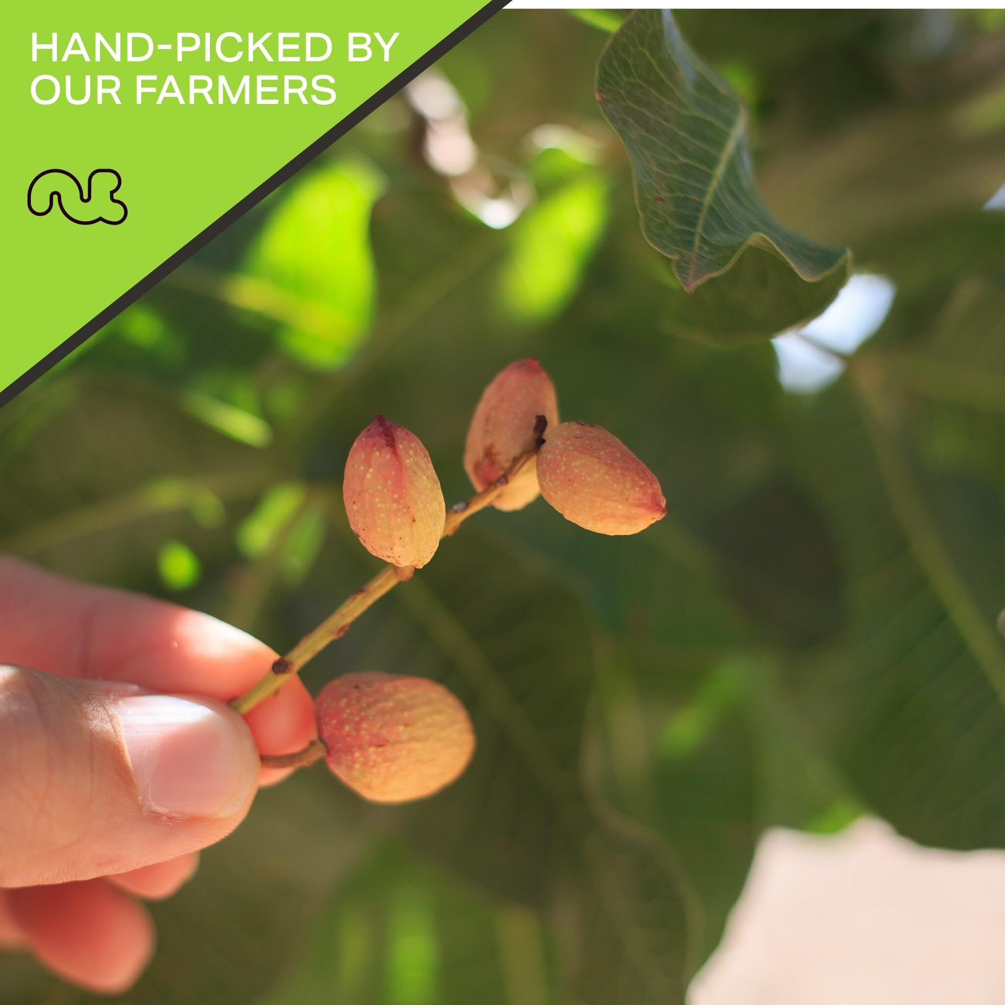 Nut Cravings - Freshly Roasted & Salted California Pistachios (80Oz - 5 Lb) Packed Fresh In Resealable Bag - Nut Snack - Healthy Protein Food, All Natural, Keto Friendly, Vegan, Kosher