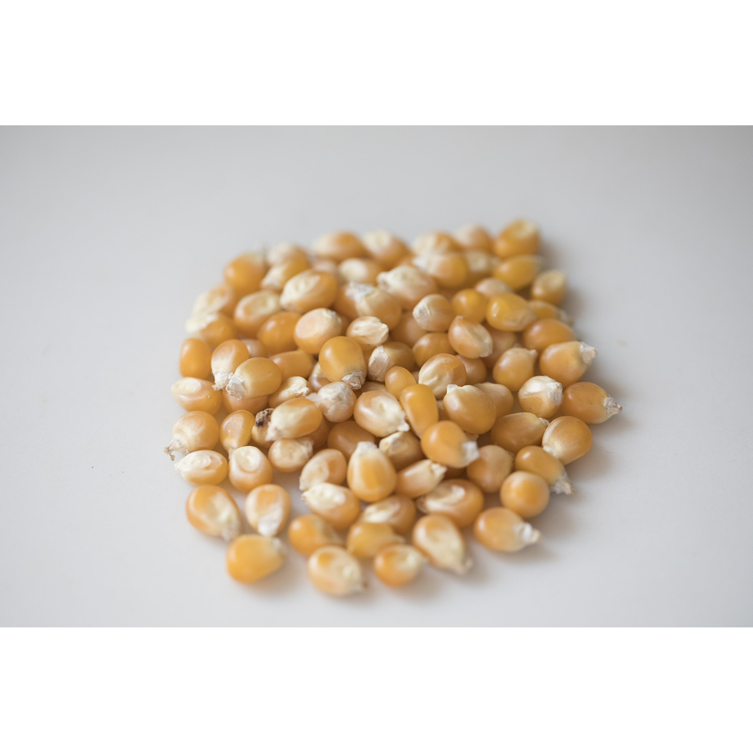 Amish Country Popcorn | 14 Oz Bottle | Mushroom Popcorn Kernels | Old Fashioned, Non-Gmo And Gluten Free (14 Oz Bottle)