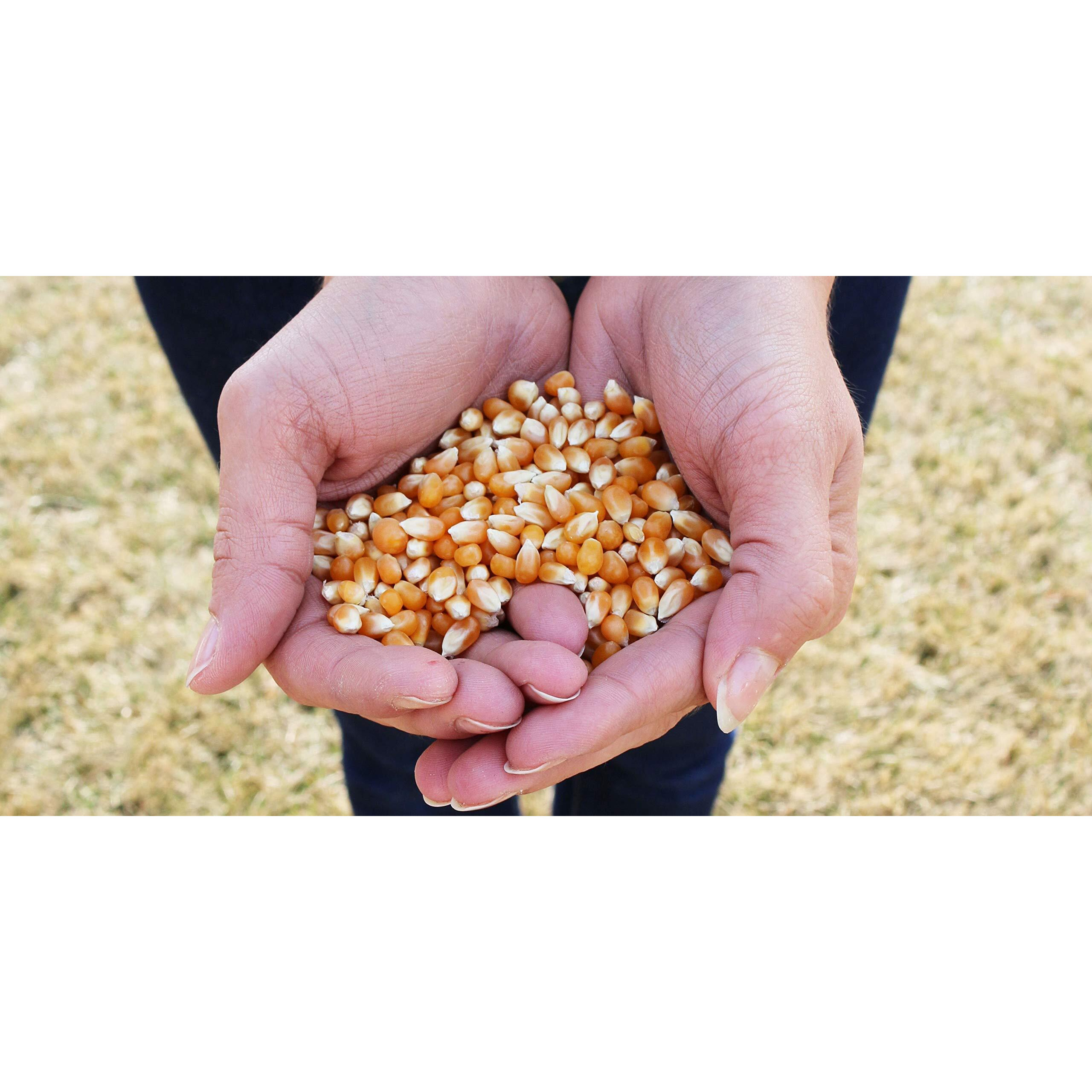 Preferred Popcorn Organic Popcorn, 28 Ounce Bag, Pack Of 4, 30 Servings Per Bag
