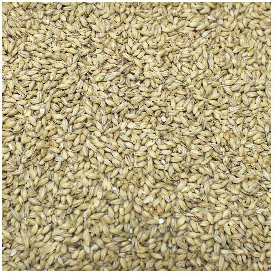 Briess 2-Row Brewers Malt For Home Brewing-50 Lbs.