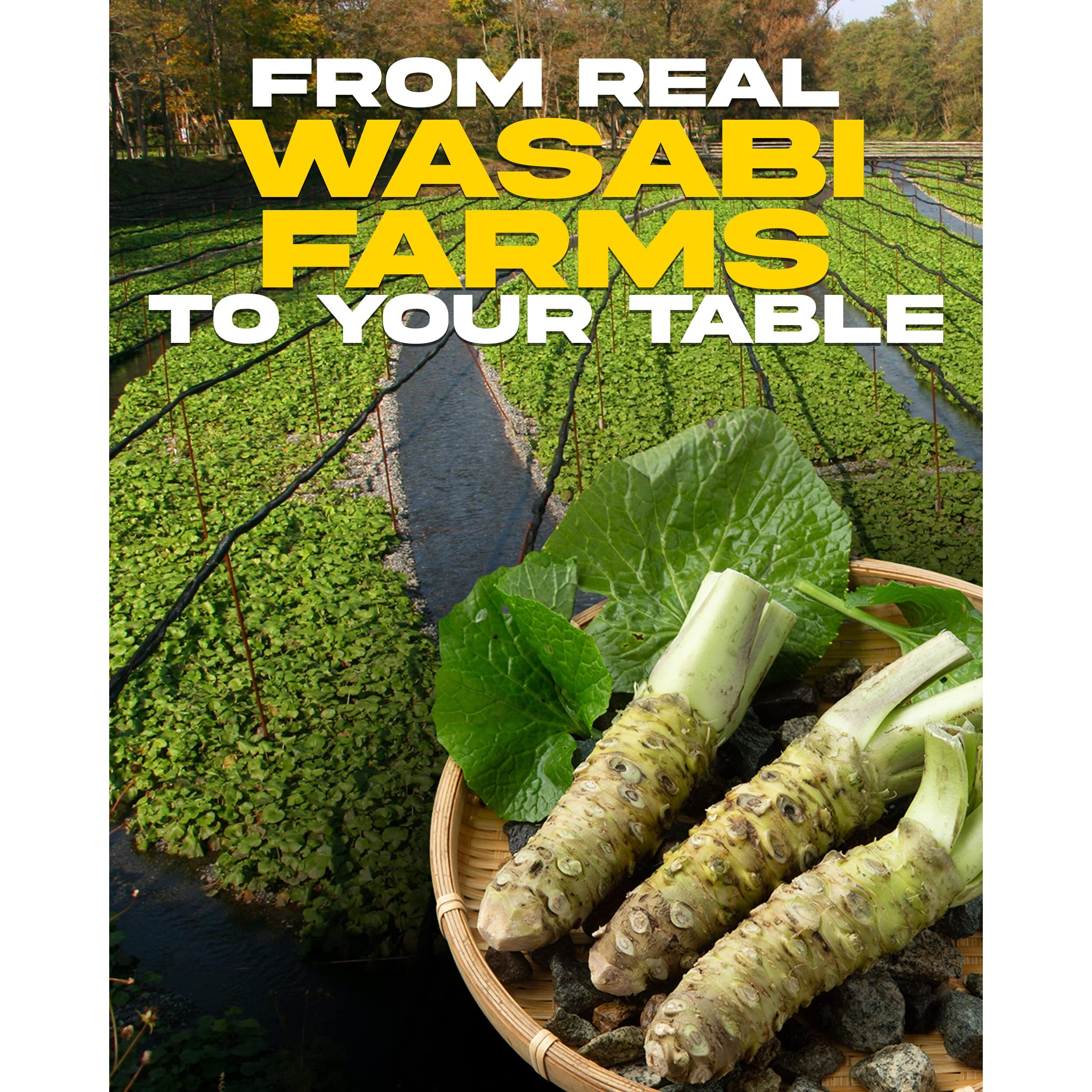 Wasabi Powder With Real Wasabi 1.24 Oz (35 G) - Japanese Cuisine,Vegetarian,Dipping With Sushi And Salmon