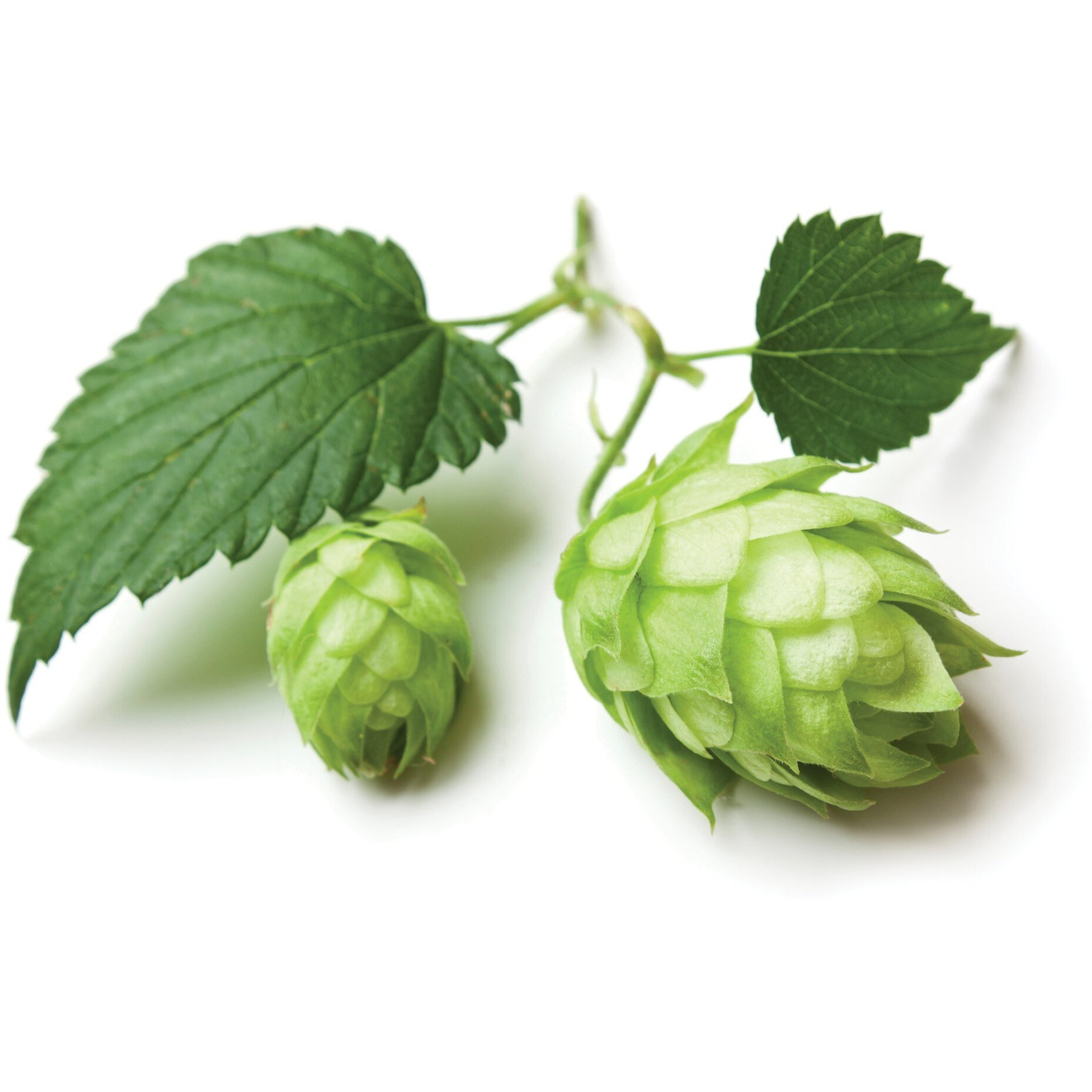 Hops Flowers - Dried Humulus Lupulus Loose Tea From 100% Nature (4 Oz)