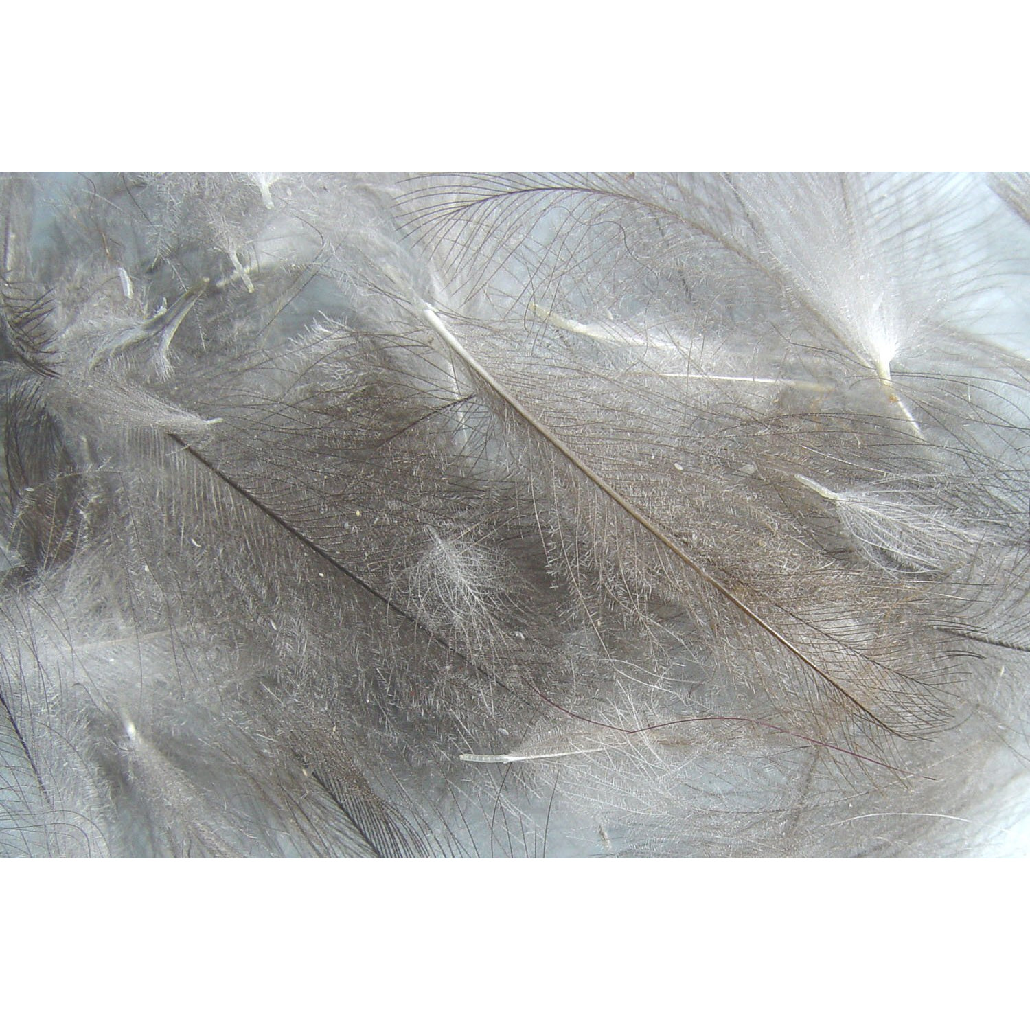 Hareline Cul De Canard (Natural Dun)