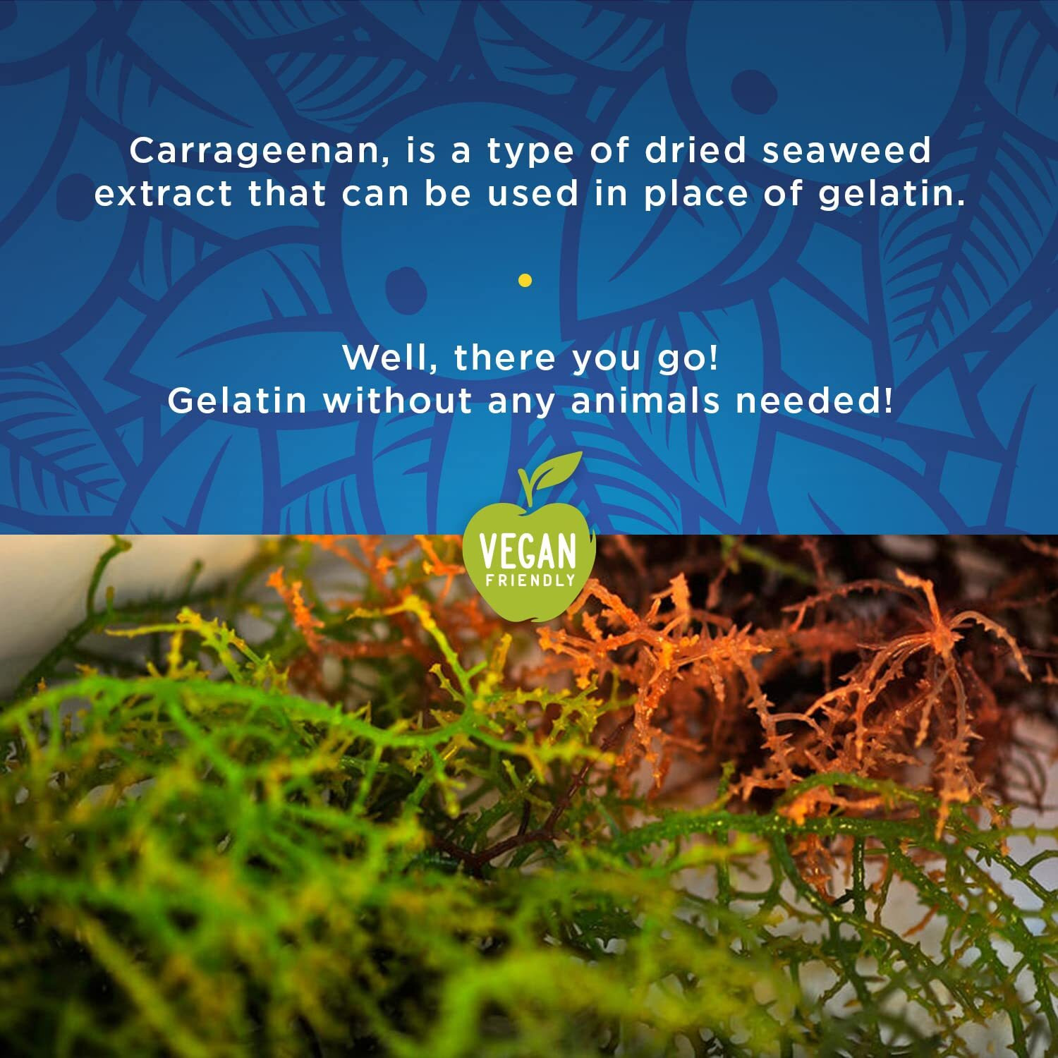 Funtasty Fruit Squeezable Jellies Tik Tok Candy Assorted Flavors, 40 Count Jar