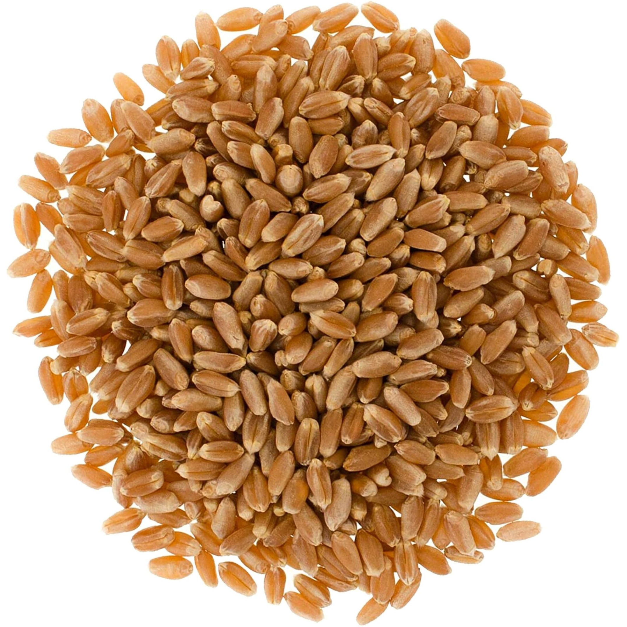 Hard Red Winter Wheat Berries | 5 Lbs | Family Farmed In Washington State | Non-Gmo Project Verified | 100% Non-Irradiated | Certified Kosher Parve | Field Traced | Burlap Bag