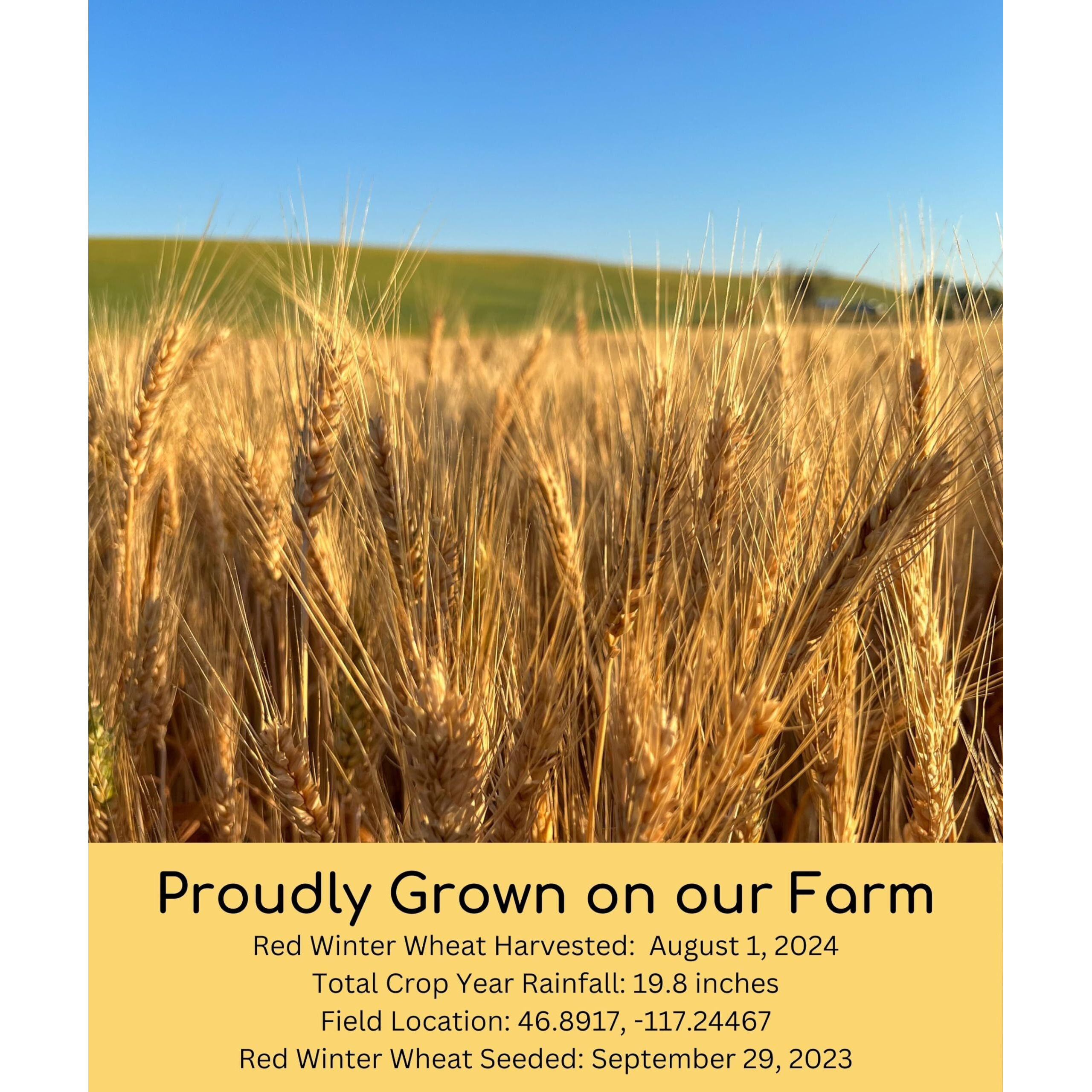 Hard Red Winter Wheat Berries | 5 Lbs | Family Farmed In Washington State | Non-Gmo Project Verified | 100% Non-Irradiated | Certified Kosher Parve | Field Traced | Burlap Bag