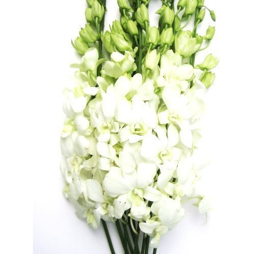 Fresh Cut Flowers - Dendrobium Orchids White