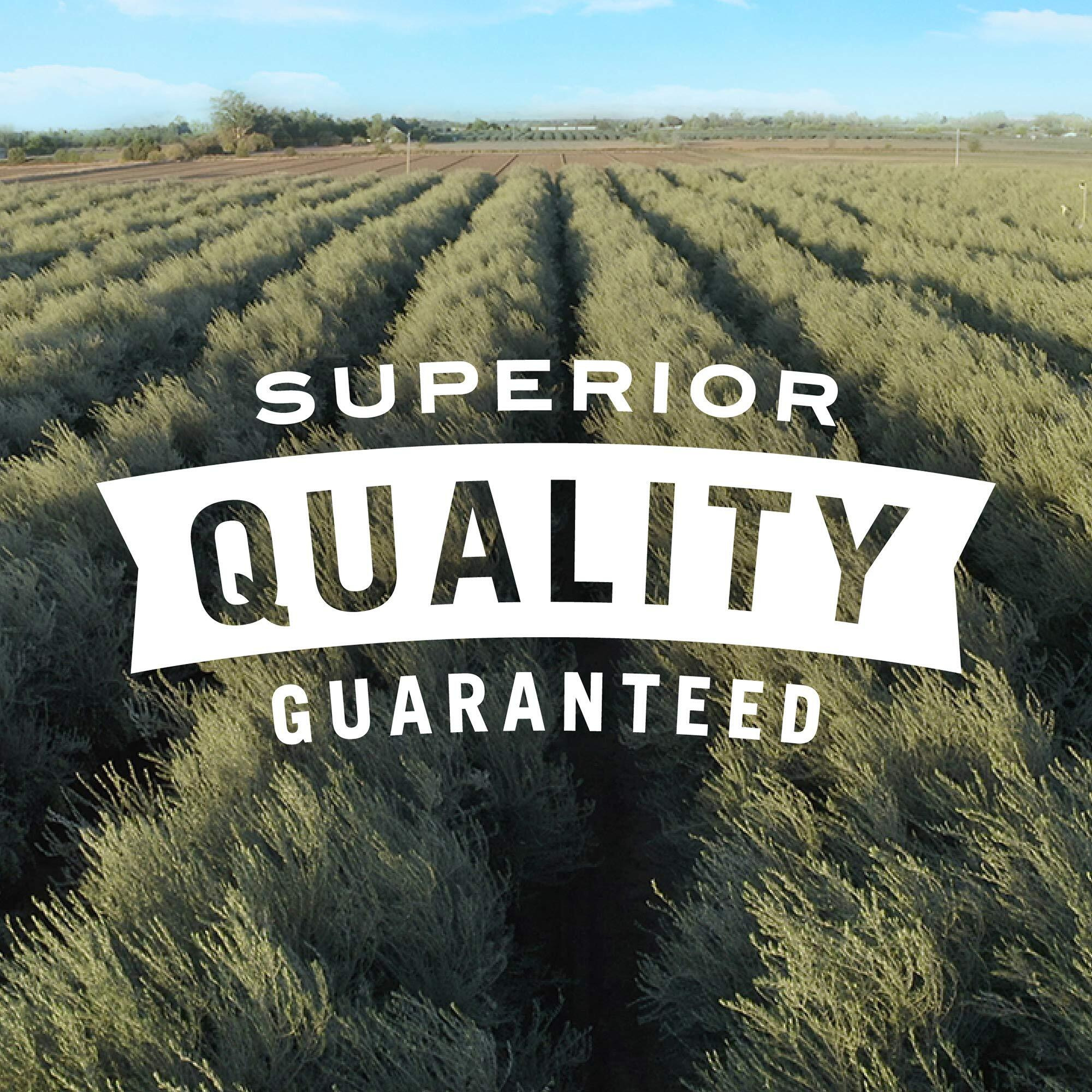 Pearls Specialties, Martini With Vermouth, Pimiento Stuffed, Queen Olives, 6.7 Oz, 6-Jars