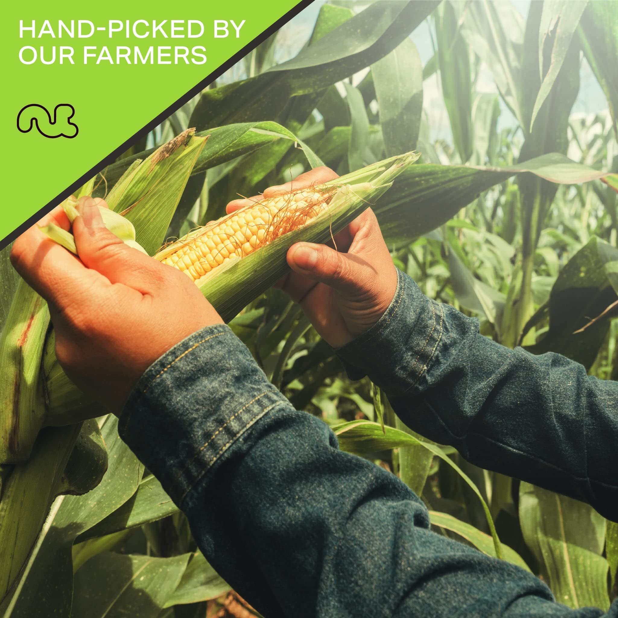 Nut Cravings - Toasted Corn Nuts, Roasted & Salted, Crunchy Kernels - Original Flavor (48Oz - 3 Lb) Packed Fresh In Resealable Bag - Healthy Snack, Protein Food, All Natural, Vegan, Kosher