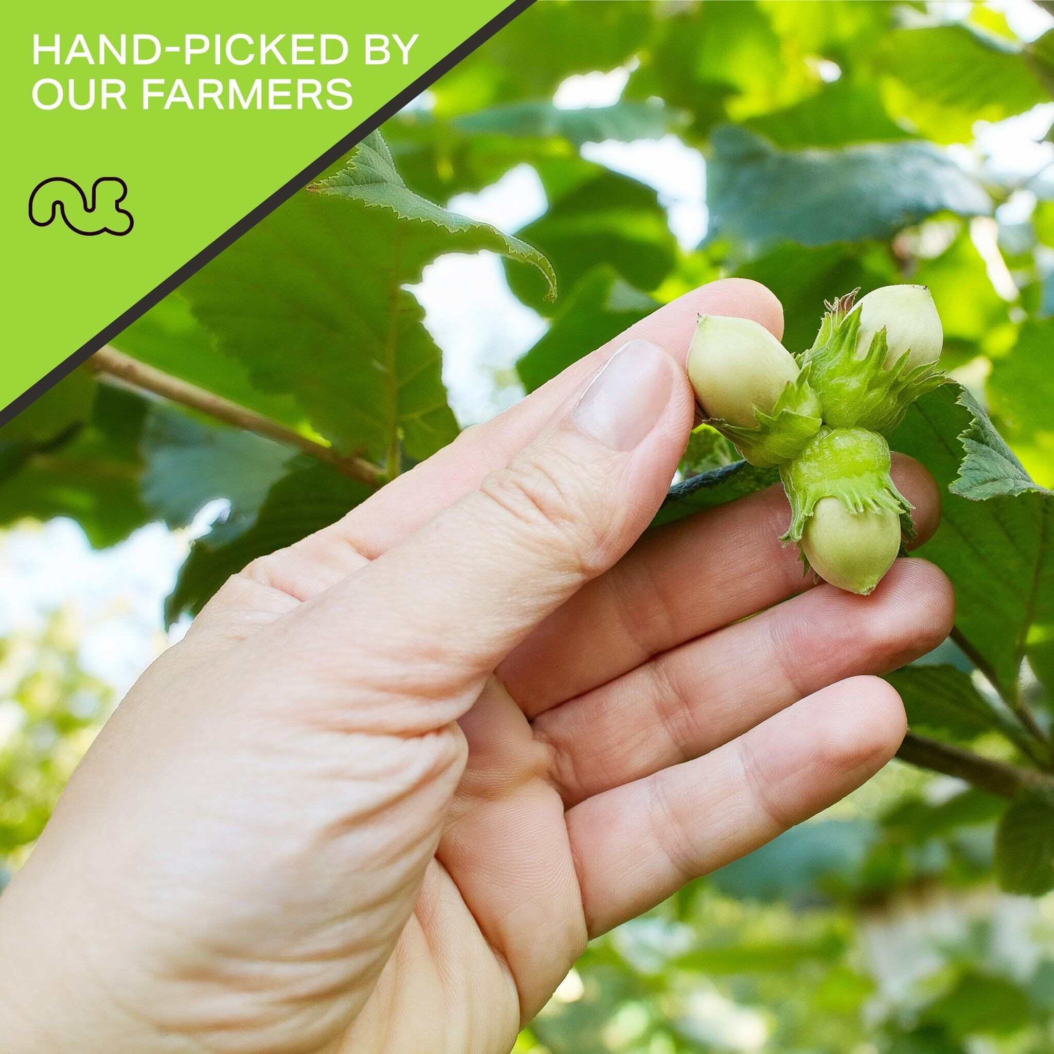 Nut Cravings, Raw Hazelnuts Filberts In Shell, Whole, (16Oz - 1 Lb) Bulk Nuts Packed Fresh In Resealable Bag, Healthy Protein Food Snack, Natural Keto Vegan Kosher Ideal For Trail Mixed Nuts