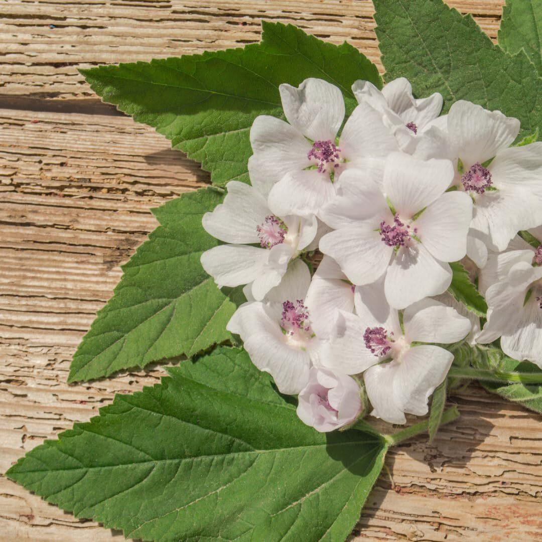 Jovvily Marshmallow Root - 8 Oz - Cut & Sifted - Herbal Tea